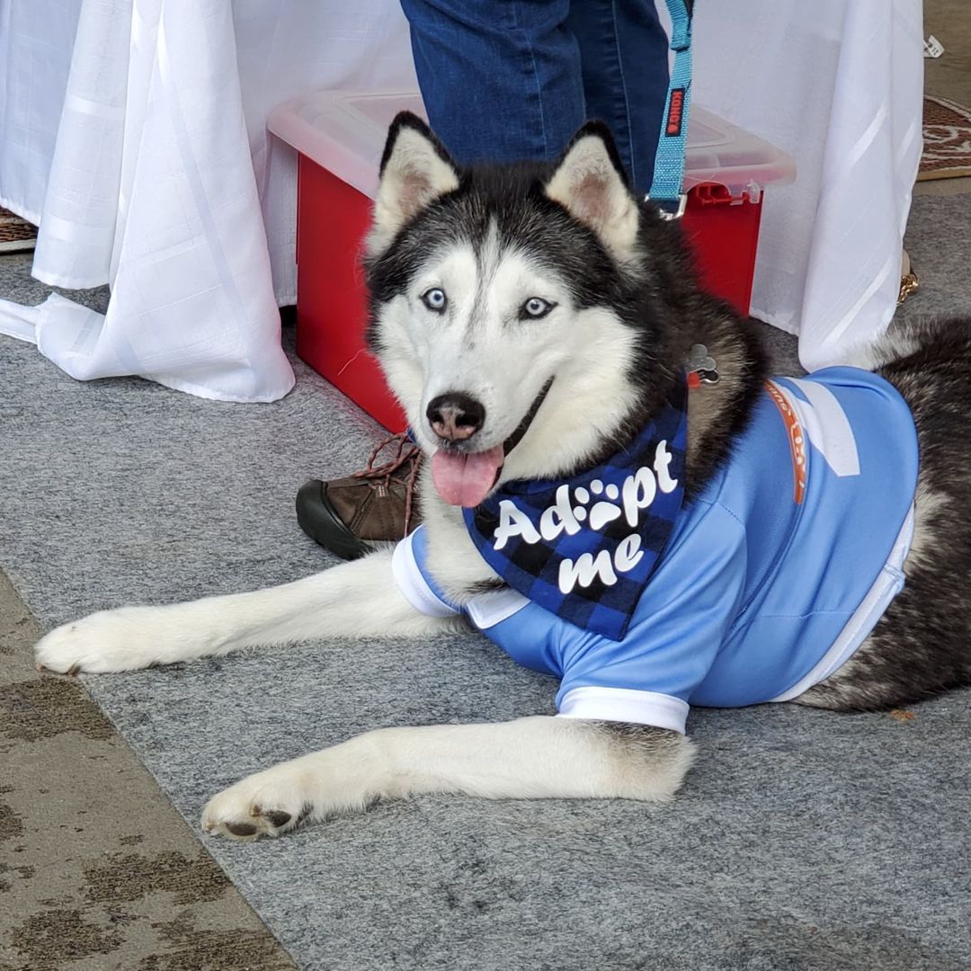 Thanks for the jerseys @subaru_usa & @philaunion but next time can we get one in Jumbo XXL? <a target='_blank' href='https://www.instagram.com/explore/tags/MakeADogsDay/'>#MakeADogsDay</a> <a target='_blank' href='https://www.instagram.com/explore/tags/bigdogs/'>#bigdogs</a> <a target='_blank' href='https://www.instagram.com/explore/tags/giantdog/'>#giantdog</a> <a target='_blank' href='https://www.instagram.com/explore/tags/bear/'>#bear</a> <a target='_blank' href='https://www.instagram.com/explore/tags/arcticspiritrescue/'>#arcticspiritrescue</a> <a target='_blank' href='https://www.instagram.com/explore/tags/adoptdontshop/'>#adoptdontshop</a> <a target='_blank' href='https://www.instagram.com/explore/tags/rescuedogs/'>#rescuedogs</a> <a target='_blank' href='https://www.instagram.com/explore/tags/rescuedogsofinstagram/'>#rescuedogsofinstagram</a> <a target='_blank' href='https://www.instagram.com/explore/tags/dogsofinstagram/'>#dogsofinstagram</a> <a target='_blank' href='https://www.instagram.com/explore/tags/dogs/'>#dogs</a> <a target='_blank' href='https://www.instagram.com/explore/tags/siberianhusky/'>#siberianhusky</a> <a target='_blank' href='https://www.instagram.com/explore/tags/siberianhuskiesofinstagram/'>#siberianhuskiesofinstagram</a> <a target='_blank' href='https://www.instagram.com/explore/tags/husky/'>#husky</a> <a target='_blank' href='https://www.instagram.com/explore/tags/huskiesofinstagram/'>#huskiesofinstagram</a> <a target='_blank' href='https://www.instagram.com/explore/tags/malamute/'>#malamute</a> <a target='_blank' href='https://www.instagram.com/explore/tags/malamutesofinstagram/'>#malamutesofinstagram</a> <a target='_blank' href='https://www.instagram.com/explore/tags/alaskanmalamute/'>#alaskanmalamute</a> <a target='_blank' href='https://www.instagram.com/explore/tags/alaskanmalamutesofinstagram/'>#alaskanmalamutesofinstagram</a> <a target='_blank' href='https://www.instagram.com/explore/tags/fosterdogs/'>#fosterdogs</a> <a target='_blank' href='https://www.instagram.com/explore/tags/fosterdogsofinstagram/'>#fosterdogsofinstagram</a> <a target='_blank' href='https://www.instagram.com/explore/tags/adopt/'>#adopt</a> <a target='_blank' href='https://www.instagram.com/explore/tags/foster/'>#foster</a> <a target='_blank' href='https://www.instagram.com/explore/tags/rescue/'>#rescue</a> <a target='_blank' href='https://www.instagram.com/explore/tags/fosteringsaveslives/'>#fosteringsaveslives</a>