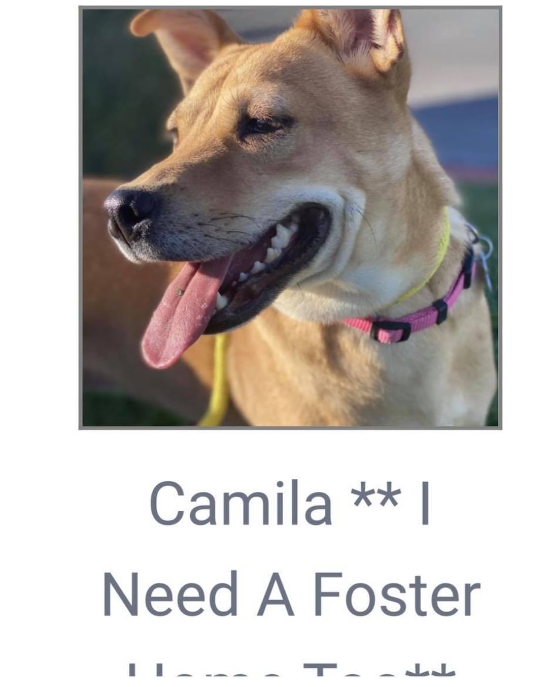 Fosters needed!

We have 10 dogs currently in boarding, and we would love to get them into foster or forever homes.

Fostering let’s our dogs adjust, and allows their personalities to blossom. We learn so much more about them when they get to live in foster homes. 

If you foster, all supplies are provided, crate, leash, collar, etc. 

Check out the 10 dogs currently in boarding and let us know if you’re available to help! 

Our longest boarding residents are Luki, Bolt and Millie who have been in boarding for 2 months. These loving, amazing dogs deserve life in a home, can you help them?