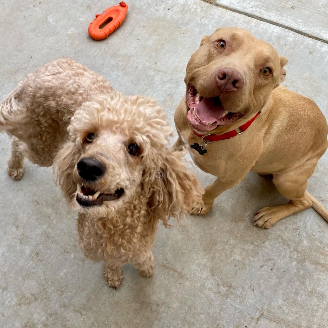 ✩✩✩✩ Weston likes to show off his poodle friend Ginger ✩✩✩✩ 
.
.
.
<a target='_blank' href='https://www.instagram.com/explore/tags/weston/'>#weston</a> <a target='_blank' href='https://www.instagram.com/explore/tags/adoptable/'>#adoptable</a> <a target='_blank' href='https://www.instagram.com/explore/tags/asafefurrplace/'>#asafefurrplace</a> <a target='_blank' href='https://www.instagram.com/explore/tags/happydog/'>#happydog</a> <a target='_blank' href='https://www.instagram.com/explore/tags/isoforeverfamily/'>#isoforeverfamily</a> <a target='_blank' href='https://www.instagram.com/explore/tags/asp/'>#asp</a> <a target='_blank' href='https://www.instagram.com/explore/tags/pitty/'>#pitty</a>