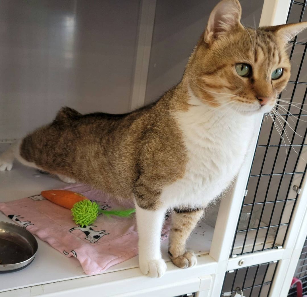 Mickey is a GORGEOUS,  SWEET, TOTAL LOVEBUG!!! This 3-year-old male has absolutely NO tail! Manx cats are cats without tails, and cats without even a stub are known as Rumpy Manx. Manx cats are known to be very affectionate, loyal and intelligent cats. Some say they are 