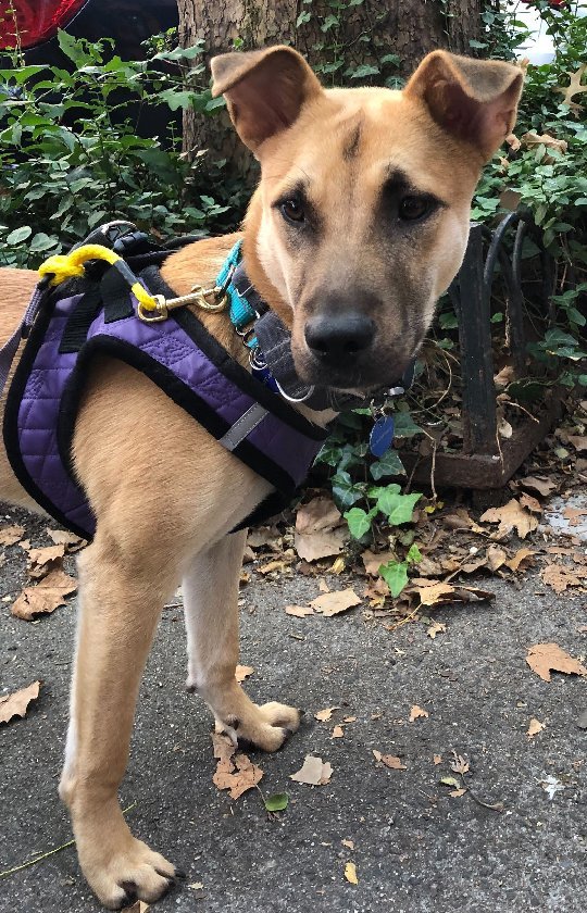 Adopt Moro! Moro is a 7-month-old Jindo mix and weighs about 27 pounds. He's a sweet and gentle boy who loves head scritches and staying close to his foster's side on walks. Moro would do well in a quiet home with patient adopters (and maybe a dog brother or sister) who could help him build his confidence. Big thanks to Moro’s fosters!

Note: Boston area adopters only.

Apply to adopt Moro at koreank9rescue.org/adopt