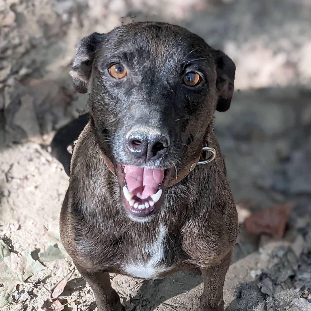 This sweet girl actually showed up here at the rescue a couple weeks age. She was very  shy and a little under weight, but she has come around and is now a happy go lucky gal. Jena is now looking for a new forever home she can flourish in.

<a target='_blank' href='https://www.instagram.com/explore/tags/rescuedog/'>#rescuedog</a> <a target='_blank' href='https://www.instagram.com/explore/tags/dogsofinstagram/'>#dogsofinstagram</a> <a target='_blank' href='https://www.instagram.com/explore/tags/adoptdontshop/'>#adoptdontshop</a> <a target='_blank' href='https://www.instagram.com/explore/tags/dog/'>#dog</a> <a target='_blank' href='https://www.instagram.com/explore/tags/rescuedogsofinstagram/'>#rescuedogsofinstagram</a> <a target='_blank' href='https://www.instagram.com/explore/tags/dogs/'>#dogs</a> <a target='_blank' href='https://www.instagram.com/explore/tags/dogstagram/'>#dogstagram</a>  <a target='_blank' href='https://www.instagram.com/explore/tags/instadog/'>#instadog</a> <a target='_blank' href='https://www.instagram.com/explore/tags/dogoftheday/'>#dogoftheday</a> <a target='_blank' href='https://www.instagram.com/explore/tags/doglover/'>#doglover</a> <a target='_blank' href='https://www.instagram.com/explore/tags/doggo/'>#doggo</a>  <a target='_blank' href='https://www.instagram.com/explore/tags/muttsofinstagram/'>#muttsofinstagram</a> <a target='_blank' href='https://www.instagram.com/explore/tags/ilovemydog/'>#ilovemydog</a>  <a target='_blank' href='https://www.instagram.com/explore/tags/instagram/'>#instagram</a>  <a target='_blank' href='https://www.instagram.com/explore/tags/puppylove/'>#puppylove</a>  <a target='_blank' href='https://www.instagram.com/explore/tags/dogsofinsta/'>#dogsofinsta</a> <a target='_blank' href='https://www.instagram.com/explore/tags/pet/'>#pet</a> <a target='_blank' href='https://www.instagram.com/explore/tags/puppies/'>#puppies</a> <a target='_blank' href='https://www.instagram.com/explore/tags/puppiesofinstagram/'>#puppiesofinstagram</a> <a target='_blank' href='https://www.instagram.com/explore/tags/rescuedogs/'>#rescuedogs</a> <a target='_blank' href='https://www.instagram.com/explore/tags/rescuedogsrule/'>#rescuedogsrule</a> <a target='_blank' href='https://www.instagram.com/explore/tags/dogrescue/'>#dogrescue</a> <a target='_blank' href='https://www.instagram.com/explore/tags/adoptadog/'>#adoptadog</a> <a target='_blank' href='https://www.instagram.com/explore/tags/dogsofinstaworld/'>#dogsofinstaworld</a> <a target='_blank' href='https://www.instagram.com/explore/tags/adoptable/'>#adoptable</a>