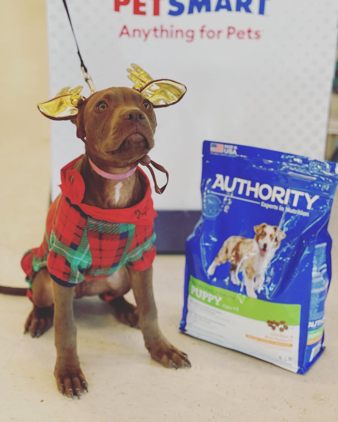 ADOPTED!! Bella is still available. She has had a lot of looks but no commitment. People have mentioned that Bella looks bigger in pictures, so here she is posed beside a 6 lb bag of dog food😊 Bella is a 5 month old, 18 lb pitty mix with a mellow, sweet personality💖 If interested in adopting Bella, please send us a message or email us at frankiegone2dogs@aol.com <a target='_blank' href='https://www.instagram.com/explore/tags/adoptdontshop/'>#adoptdontshop</a> <a target='_blank' href='https://www.instagram.com/explore/tags/rescue/'>#rescue</a> <a target='_blank' href='https://www.instagram.com/explore/tags/foster/'>#foster</a> <a target='_blank' href='https://www.instagram.com/explore/tags/volunteer/'>#volunteer</a> <a target='_blank' href='https://www.instagram.com/explore/tags/juniorhumanesociety/'>#juniorhumanesociety</a> <a target='_blank' href='https://www.instagram.com/explore/tags/puppylove/'>#puppylove</a> <a target='_blank' href='https://www.instagram.com/explore/tags/puppiesofinstagram/'>#puppiesofinstagram</a> <a target='_blank' href='https://www.instagram.com/explore/tags/pensacola/'>#pensacola</a>