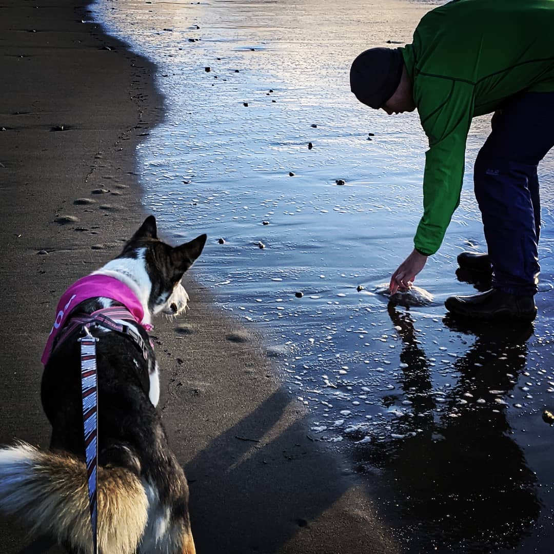 Sunday Fundays were made for beach walks, looking for jellyfish & meeting new pals! 
Nova loved chillin' in the salty air & soaking up the sunshine! ☀️ Me too, girl! 🙌
<a target='_blank' href='https://www.instagram.com/explore/tags/kpalrescue/'>#kpalrescue</a> 
<a target='_blank' href='https://www.instagram.com/explore/tags/adoptme/'>#adoptme</a>
<a target='_blank' href='https://www.instagram.com/explore/tags/staysalty/'>#staysalty</a> 
<a target='_blank' href='https://www.instagram.com/explore/tags/sundayfunday/'>#sundayfunday</a>