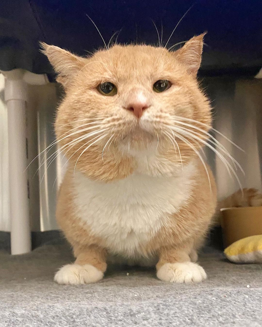 Allow us to introduce you to LORD MUFFINS. His cheeks are as round as his heart is big 🧡

Lord Muffins is 5 years old and FIV+. He loves cheek scratches and bonking you with his giant head! He is - in a word - magnificent. 

Get more info on Lord Muffins and all our other awesome felines at the link in our bio! 

<a target='_blank' href='https://www.instagram.com/explore/tags/spcawake/'>#spcawake</a> <a target='_blank' href='https://www.instagram.com/explore/tags/bigcheeks/'>#bigcheeks</a> <a target='_blank' href='https://www.instagram.com/explore/tags/fivcat/'>#fivcat</a> <a target='_blank' href='https://www.instagram.com/explore/tags/spca/'>#spca</a> <a target='_blank' href='https://www.instagram.com/explore/tags/raleigh/'>#raleigh</a> <a target='_blank' href='https://www.instagram.com/explore/tags/adoptashelterpet/'>#adoptashelterpet</a> <a target='_blank' href='https://www.instagram.com/explore/tags/adoptme/'>#adoptme</a> <a target='_blank' href='https://www.instagram.com/explore/tags/rescuecatsrock/'>#rescuecatsrock</a> <a target='_blank' href='https://www.instagram.com/explore/tags/animalrescue/'>#animalrescue</a> <a target='_blank' href='https://www.instagram.com/explore/tags/animalshelter/'>#animalshelter</a> <a target='_blank' href='https://www.instagram.com/explore/tags/adoptablecats/'>#adoptablecats</a> <a target='_blank' href='https://www.instagram.com/explore/tags/fiv/'>#fiv</a> <a target='_blank' href='https://www.instagram.com/explore/tags/cheekycat/'>#cheekycat</a> <a target='_blank' href='https://www.instagram.com/explore/tags/adoptdontshop/'>#adoptdontshop</a>