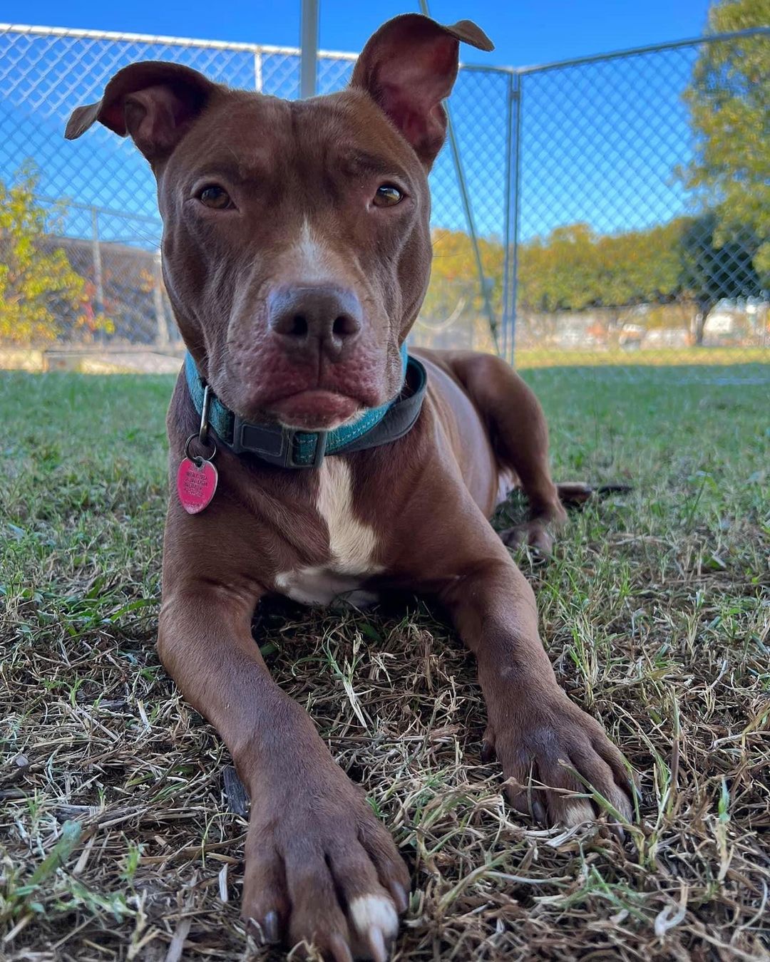 💙💚 ADOPTABLE DOG: ZOE 💚💙 This ultra cute chocolate coated Pitbull mix is spayed, microchipped, and ready for her forever home. Zoe is potty trained and knows basic commands like “sit.” She is affectionate and so very silly, but can get overstimulated easily and play a little rough. (because of this we think she would do best with older children) This pint sized girl can’t wait until she gets to go home. Have room at your table for one more? Adopt Zoe!

<a target='_blank' href='https://www.instagram.com/explore/tags/adoptnacc/'>#adoptnacc</a> <a target='_blank' href='https://www.instagram.com/explore/tags/fosternacc/'>#fosternacc</a> 
☎️ 757-441-5505
📧 nacc@norfolk.gov
📍 5585 Sabre Road Norfolk, Virginia 23502