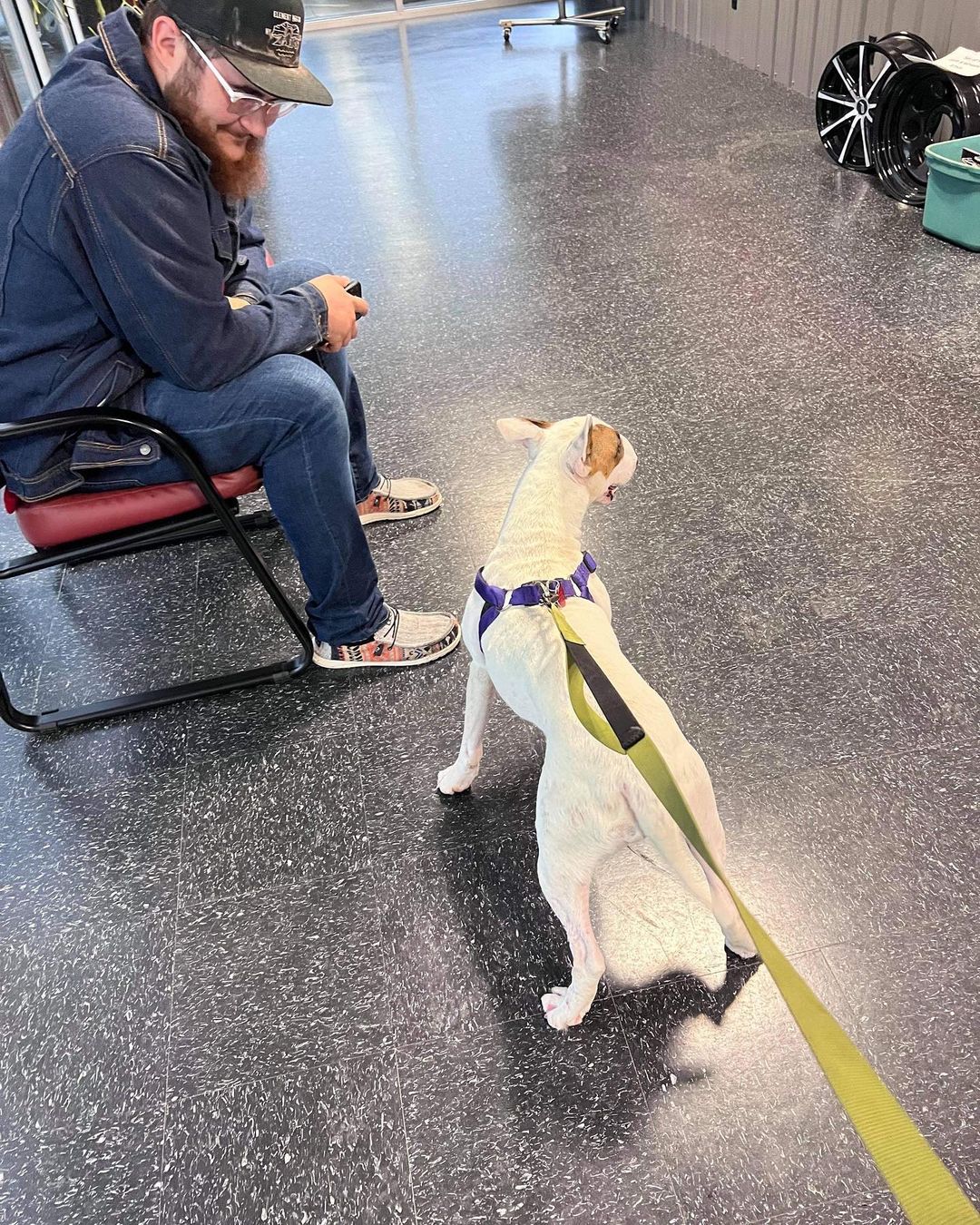 <a target='_blank' href='https://www.instagram.com/explore/tags/winterintakesarecoming/'>#winterintakesarecoming</a> Marley heading to her new home in Minnesota 🙏🏼 <a target='_blank' href='https://www.instagram.com/explore/tags/ittakesavillage/'>#ittakesavillage</a> <a target='_blank' href='https://www.instagram.com/explore/tags/bullterrierrescue/'>#bullterrierrescue</a>