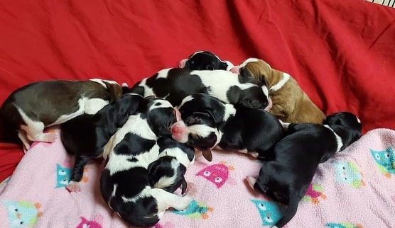 💕Say hello to the newest OPH Family! This sweet hound mama and her puppies just arrived at one of our wonderful foster homes. A kind volunteer picked them up and drove for several hours to make sure they had a safe place to stay. These little babies will be available for adoption in about 8 weeks and their beautiful mama shortly after that. We can’t wait to find them all amazing forever homes. More pics coming soon!

To learn more about adoption, visit the link in our bio or send us a message!

<a target='_blank' href='https://www.instagram.com/explore/tags/rescuepuppy/'>#rescuepuppy</a> <a target='_blank' href='https://www.instagram.com/explore/tags/puppiesofinstagram/'>#puppiesofinstagram</a> <a target='_blank' href='https://www.instagram.com/explore/tags/puppy/'>#puppy</a> <a target='_blank' href='https://www.instagram.com/explore/tags/puppies/'>#puppies</a> <a target='_blank' href='https://www.instagram.com/explore/tags/puppylove/'>#puppylove</a> <a target='_blank' href='https://www.instagram.com/explore/tags/puppylovers/'>#puppylovers</a> <a target='_blank' href='https://www.instagram.com/explore/tags/adoptabledog/'>#adoptabledog</a> <a target='_blank' href='https://www.instagram.com/explore/tags/adoptdontshop/'>#adoptdontshop</a> <a target='_blank' href='https://www.instagram.com/explore/tags/opttoadopt/'>#opttoadopt</a> <a target='_blank' href='https://www.instagram.com/explore/tags/ophrescue/'>#ophrescue</a> <a target='_blank' href='https://www.instagram.com/explore/tags/savedogs/'>#savedogs</a> <a target='_blank' href='https://www.instagram.com/explore/tags/dogrescue/'>#dogrescue</a> <a target='_blank' href='https://www.instagram.com/explore/tags/rescuedogs/'>#rescuedogs</a>