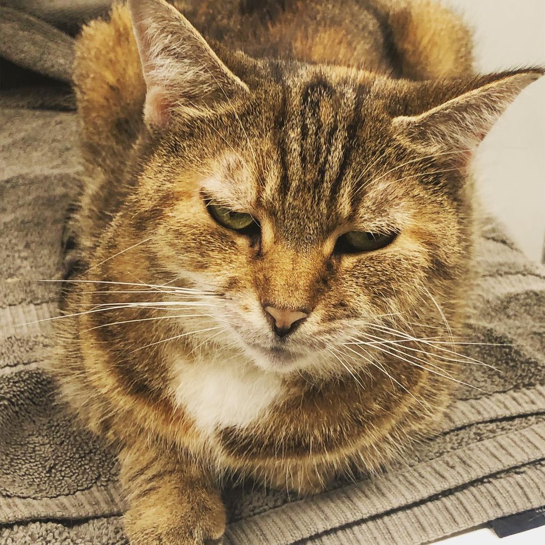 Spotlight for Butter!🧈🐈 
She is a lovely senior who is super affectionate (she’s the type to follow you around for cuddles), she has a lot of love to give! She is bonded with her sister, Brie and both need to be adopted together! Come visit her at Ollie’s Place: 🕐Weekdays 5:30-8pm, Weekends 12-5pm <a target='_blank' href='https://www.instagram.com/explore/tags/adoptseniorpets/'>#adoptseniorpets</a>