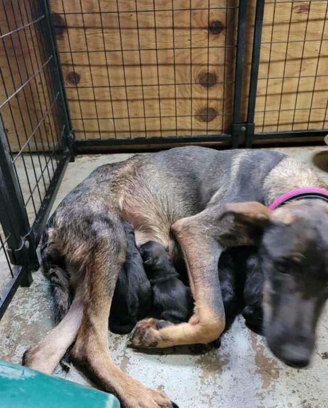 And this also happened today...7 puppies joined this crazy world and are with the amazing Val. We pulled a pup from Houston BARC, we were not told she was preggo. Thank goodness we saved her or else it would have been 8 lives murdered!! 

Please help us cover the costs of vetting, food and transport for this family - PayPal @pawsfromafar or Venmo @pawsfromafar 

This family needs a foster, please contact me if you can assist. Thanks 🐾🐾🐾🐾 

<a target='_blank' href='https://www.instagram.com/explore/tags/puppiesofinstagram/'>#puppiesofinstagram</a> <a target='_blank' href='https://www.instagram.com/explore/tags/puppylove/'>#puppylove</a> <a target='_blank' href='https://www.instagram.com/explore/tags/adoptdontshop/'>#adoptdontshop</a> <a target='_blank' href='https://www.instagram.com/explore/tags/muttsofinstagram/'>#muttsofinstagram</a> <a target='_blank' href='https://www.instagram.com/explore/tags/newborn/'>#newborn</a> <a target='_blank' href='https://www.instagram.com/explore/tags/rescuedogsofinstagram/'>#rescuedogsofinstagram</a> <a target='_blank' href='https://www.instagram.com/explore/tags/rescuedismyfavoritebreed/'>#rescuedismyfavoritebreed</a> <a target='_blank' href='https://www.instagram.com/explore/tags/rescue/'>#rescue</a> <a target='_blank' href='https://www.instagram.com/explore/tags/rescuedog/'>#rescuedog</a> <a target='_blank' href='https://www.instagram.com/explore/tags/rescuedogsrock/'>#rescuedogsrock</a>