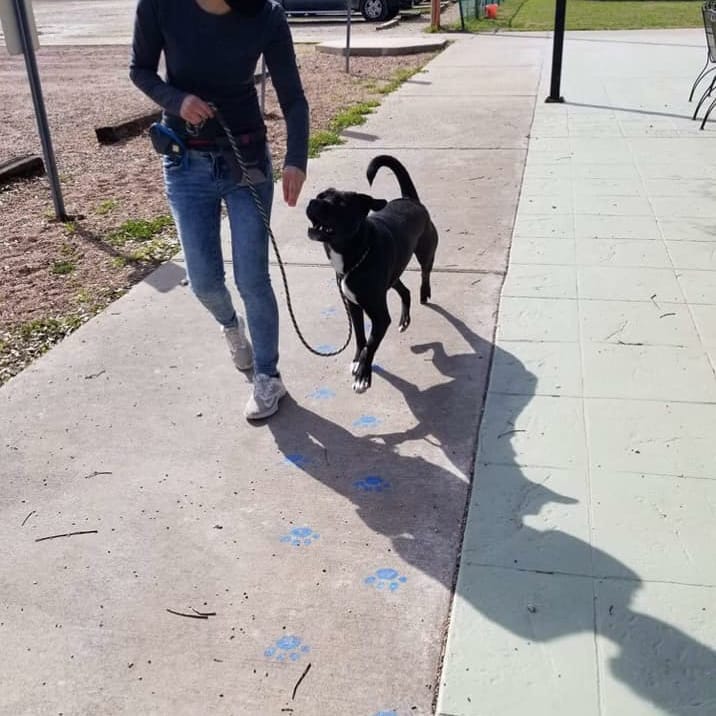 💙💙 It's snuggle season. Who else would you rather spend it with than Waylon, the seal pup, himself!?
.
Waylon is a ~3 year old Labrador Retriever Mix that enjoys spending time with his person! He loves rough play and getting good exercise like running, wrestling, tug, and chasing a frisbee...even if he might not bring it back. He can be mouthy and enjoys playing very physically. Waylon is smart and can pick up on tricks very fast; He knows paw, bring, sit, down, place, heel, here, and has manners when greeting others with or without a dog. His favorite toy is a rope tug and favorite treat is freeze dried green tripe. Waylon is looking for someone that can match his energy and rough play and so, he would do best in a home without small pets or children. 
.
➡️➡️ Submit an application to adopt or foster using the link in our bio!⬅️⬅️
.
Please like, share, and tag your friends in order to help us find a family for him!
.
<a target='_blank' href='https://www.instagram.com/explore/tags/texomadogranch/'>#texomadogranch</a> <a target='_blank' href='https://www.instagram.com/explore/tags/rescues/'>#rescues</a> <a target='_blank' href='https://www.instagram.com/explore/tags/texas/'>#texas</a> <a target='_blank' href='https://www.instagram.com/explore/tags/Adoption/'>#Adoption</a> <a target='_blank' href='https://www.instagram.com/explore/tags/rescuedogs/'>#rescuedogs</a> <a target='_blank' href='https://www.instagram.com/explore/tags/waylon/'>#waylon</a> <a target='_blank' href='https://www.instagram.com/explore/tags/sealpup/'>#sealpup</a> <a target='_blank' href='https://www.instagram.com/explore/tags/blackdog/'>#blackdog</a> <a target='_blank' href='https://www.instagram.com/explore/tags/cutie/'>#cutie</a> <a target='_blank' href='https://www.instagram.com/explore/tags/denison/'>#denison</a> <a target='_blank' href='https://www.instagram.com/explore/tags/denisontx/'>#denisontx</a> <a target='_blank' href='https://www.instagram.com/explore/tags/shermantx/'>#shermantx</a> <a target='_blank' href='https://www.instagram.com/explore/tags/sherman/'>#sherman</a> <a target='_blank' href='https://www.instagram.com/explore/tags/Grayson/'>#Grayson</a> <a target='_blank' href='https://www.instagram.com/explore/tags/graysoncounty/'>#graysoncounty</a> <a target='_blank' href='https://www.instagram.com/explore/tags/fosteradog/'>#fosteradog</a> <a target='_blank' href='https://www.instagram.com/explore/tags/adoptthisdog/'>#adoptthisdog</a> <a target='_blank' href='https://www.instagram.com/explore/tags/adoptadog/'>#adoptadog</a> <a target='_blank' href='https://www.instagram.com/explore/tags/adoptdontshop/'>#adoptdontshop</a> <a target='_blank' href='https://www.instagram.com/explore/tags/moodbuster/'>#moodbuster</a> <a target='_blank' href='https://www.instagram.com/explore/tags/petsarefamily/'>#petsarefamily</a> <a target='_blank' href='https://www.instagram.com/explore/tags/wagbarkadopt/'>#wagbarkadopt</a> <a target='_blank' href='https://www.instagram.com/explore/tags/doggolove/'>#doggolove</a> <a target='_blank' href='https://www.instagram.com/explore/tags/behumane/'>#behumane</a> <a target='_blank' href='https://www.instagram.com/explore/tags/muttsofinstagram/'>#muttsofinstagram</a> <a target='_blank' href='https://www.instagram.com/explore/tags/rescuepupsofinstagram/'>#rescuepupsofinstagram</a>