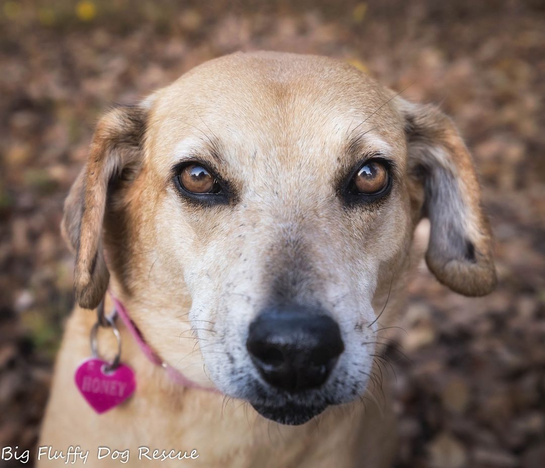 Happy Veteran's Day, kids. This little dog is Honey, a nine year old, knee-high beagle lab mix weighing in at a stout (and according to the vet, pudgy) 45 pounds. Honey can be pudgy as far as I am concerned because her start to life kind of sucked.⠀
⠀
Honey was plucked from a nasty hoarding case along with 8 of her tiny puppies from underneath the roof of a collapsed shed filled with trash. Her puppies have long since gone home, but she required a ton of medical care and is now healthy and happy and ready to go home.⠀
⠀
Honey is a quiet dog and is not going to be the life of any party. She will, however, eat all of the party snacks. She is good with everything and everyone and has zero known enemies. She'd probably make friends with a squirrel. She is housebroken, lazy and mellow. Seriously, if you ask for more, you're greedy.⠀
⠀
This amazing dog is in Nashville but can go anywhere we do. Interested adopters should email corey@bigfluffydogs.com. Spread the word for her, please.