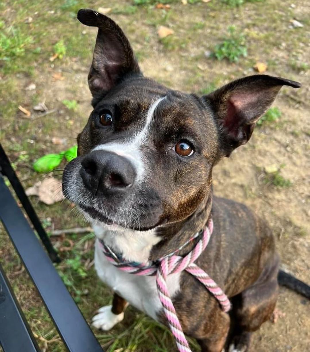 <a target='_blank' href='https://www.instagram.com/explore/tags/TongueOutTuesday/'>#TongueOutTuesday</a>😛 Exuberant RosaLee is like a ray of sunshine. It's hard not to pick up on and share her zest for life! 

This silly sweetheart is always excited to get outside for walks, making for pleasant company. In the play yard, one of her signature moves is bursting into zoomies and then flipping onto her back for belly rubs. She seems to be a nice balance of active and playful as well as attentive and sweet. With other dogs in play group, she was social and playful. 

We could see her making a loving new family member! RosaLee is estimated to be around 3 years old and weighs 58 lbs. 

Visit www.tinyurl.com/meetacitydog to set up a meet!
.
.
.
<a target='_blank' href='https://www.instagram.com/explore/tags/adoptdontshop/'>#adoptdontshop</a> <a target='_blank' href='https://www.instagram.com/explore/tags/adoptme/'>#adoptme</a> <a target='_blank' href='https://www.instagram.com/explore/tags/citydogscle/'>#citydogscle</a> <a target='_blank' href='https://www.instagram.com/explore/tags/cledogs/'>#cledogs</a> <a target='_blank' href='https://www.instagram.com/explore/tags/dogsofcle/'>#dogsofcle</a> <a target='_blank' href='https://www.instagram.com/explore/tags/rescuedog/'>#rescuedog</a>