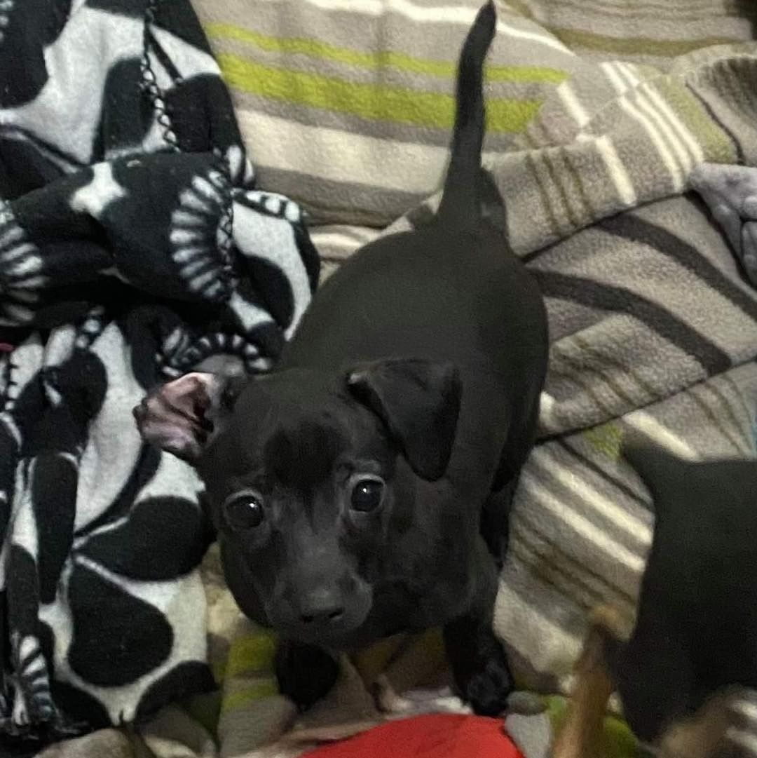 🥒🥒🥒🥒 THE PICKLE LITTER 🥒🥒🥒🥒

✅ Meet the 5 pickle babies: Relish, Claussen, Vlaskic, Sweet, and Dill! 

🥒 These puppies are about 11 weeks old and ready for their new homes! 
🥒 They are TINY and will be small dogs! They’re currently between 4-6lbs. 
🥒 They are estimated to be chihuahua/min-pin mixes. 
🥒 These puppies are fun and full of energy! 

⚠️ Due to their extra-small size, these pups would be safest in a home without small children and without large dogs. 

✔️ They are fixed, UTD on vaccines, and microchipped. 

If you are interested in adopting a pickle, please head to www.pettalesrescue.com and fill out an application ✍🏼