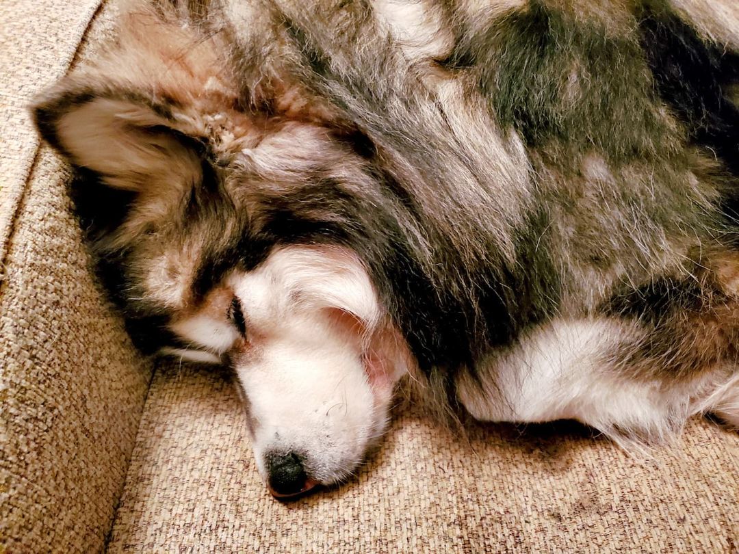 Bear is resting up for tomorrow's <a target='_blank' href='https://www.instagram.com/explore/tags/MakeADogsDay/'>#MakeADogsDay</a> event at Subaru Park in Chester, PA.  He'll be there to start the festivities at 10 am 😊 <a target='_blank' href='https://www.instagram.com/explore/tags/adoptdontshop/'>#adoptdontshop</a> <a target='_blank' href='https://www.instagram.com/explore/tags/arcticspiritrescue/'>#arcticspiritrescue</a> <a target='_blank' href='https://www.instagram.com/explore/tags/rescuedog/'>#rescuedog</a> <a target='_blank' href='https://www.instagram.com/explore/tags/rescuedogsofinstagram/'>#rescuedogsofinstagram</a> <a target='_blank' href='https://www.instagram.com/explore/tags/fosteringsaveslives/'>#fosteringsaveslives</a> <a target='_blank' href='https://www.instagram.com/explore/tags/adopt/'>#adopt</a> <a target='_blank' href='https://www.instagram.com/explore/tags/foster/'>#foster</a> <a target='_blank' href='https://www.instagram.com/explore/tags/rescue/'>#rescue</a> <a target='_blank' href='https://www.instagram.com/explore/tags/malamute/'>#malamute</a> <a target='_blank' href='https://www.instagram.com/explore/tags/malamutesofinstagram/'>#malamutesofinstagram</a> <a target='_blank' href='https://www.instagram.com/explore/tags/alaskanmalamute/'>#alaskanmalamute</a> <a target='_blank' href='https://www.instagram.com/explore/tags/alaskanmalamutesofinstagram/'>#alaskanmalamutesofinstagram</a> <a target='_blank' href='https://www.instagram.com/explore/tags/dogsofinstagram/'>#dogsofinstagram</a> <a target='_blank' href='https://www.instagram.com/explore/tags/rescuepetsofinstagram/'>#rescuepetsofinstagram</a> <a target='_blank' href='https://www.instagram.com/explore/tags/bear/'>#bear</a> <a target='_blank' href='https://www.instagram.com/explore/tags/naptime/'>#naptime</a> <a target='_blank' href='https://www.instagram.com/explore/tags/philadelphiaunion/'>#philadelphiaunion</a> @subaru_usa @philaunion <a target='_blank' href='https://www.instagram.com/explore/tags/subaru/'>#subaru</a>