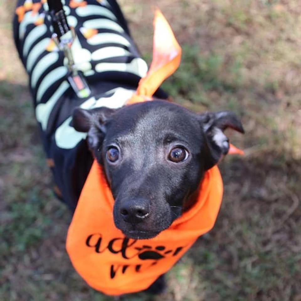 Turtle Truffle LB

ANIMAL ID: GDR-A-6275
BREED: Chihuahua / Dachshund
Male
AGE: 4M

My name is Truffles and just like my namesake, I am a dark and LOVELY SWEET boy! 
I was the first born in the Turtle family, AND the biggest ;) My mama, Turtle Brownie, had five little turtles but I was the FIRST BORN and because of that... I AM THE BEST!!
My mama and siblings all look VERY chiweenie, I am a little larger than them as well and we are thinking I have a little mini LAB in there, LOL. I probably have a different daddy than my siblings......
I have the sugary eyes and sugary kisses and the 