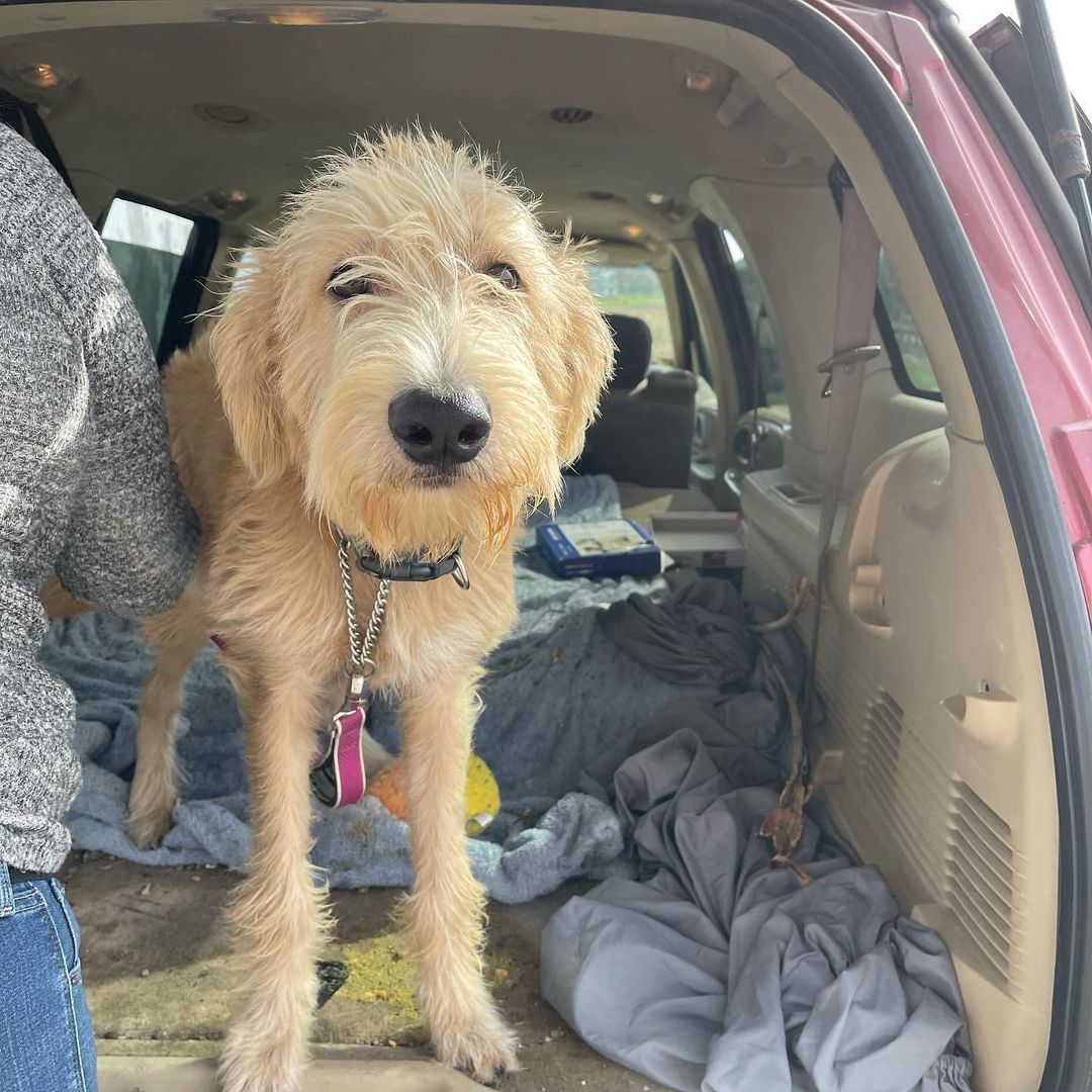 Dudley doodle needs a foster home! He’s a 10 month old male doodle who recently came to us. He is great with dogs, cats, and children. He is a typical puppy and still has some normal puppy behaviors we are working through.  He is house trained and crate trained. He can jump a fence but only to get to his person. If interested in fostering this guy please message us ASAP! HALO provides food, crate, veterinary care, and training. 
HALO is a private nonprofit 501(c)(3) organization that relies on donations and volunteers. Please visit our website www.halok9behavior.com to view our adoptable pets and learn more about our programs. Our PayPal is halok9behavior@gmail.com and Venmo is halo_behavior.

<a target='_blank' href='https://www.instagram.com/explore/tags/opttoadopt/'>#opttoadopt</a> <a target='_blank' href='https://www.instagram.com/explore/tags/adoptme/'>#adoptme</a> <a target='_blank' href='https://www.instagram.com/explore/tags/fosteringsaveslives/'>#fosteringsaveslives</a> <a target='_blank' href='https://www.instagram.com/explore/tags/fosterdog/'>#fosterdog</a> <a target='_blank' href='https://www.instagram.com/explore/tags/fosterdogs/'>#fosterdogs</a> <a target='_blank' href='https://www.instagram.com/explore/tags/fosterdogsofinstagram/'>#fosterdogsofinstagram</a> <a target='_blank' href='https://www.instagram.com/explore/tags/rescue/'>#rescue</a> <a target='_blank' href='https://www.instagram.com/explore/tags/rescuedog/'>#rescuedog</a> <a target='_blank' href='https://www.instagram.com/explore/tags/rescuedogs/'>#rescuedogs</a> <a target='_blank' href='https://www.instagram.com/explore/tags/rescuedogsofinstagram/'>#rescuedogsofinstagram</a> <a target='_blank' href='https://www.instagram.com/explore/tags/rescuelife/'>#rescuelife</a> <a target='_blank' href='https://www.instagram.com/explore/tags/nonprofit/'>#nonprofit</a> <a target='_blank' href='https://www.instagram.com/explore/tags/nonprofits/'>#nonprofits</a> <a target='_blank' href='https://www.instagram.com/explore/tags/nonprofitorganization/'>#nonprofitorganization</a> <a target='_blank' href='https://www.instagram.com/explore/tags/nonprofitorganizations/'>#nonprofitorganizations</a> <a target='_blank' href='https://www.instagram.com/explore/tags/nonprofitlife/'>#nonprofitlife</a> <a target='_blank' href='https://www.instagram.com/explore/tags/donate/'>#donate</a> <a target='_blank' href='https://www.instagram.com/explore/tags/volunteer/'>#volunteer</a> <a target='_blank' href='https://www.instagram.com/explore/tags/volunteeropportunities/'>#volunteeropportunities</a> <a target='_blank' href='https://www.instagram.com/explore/tags/donatetoday/'>#donatetoday</a>