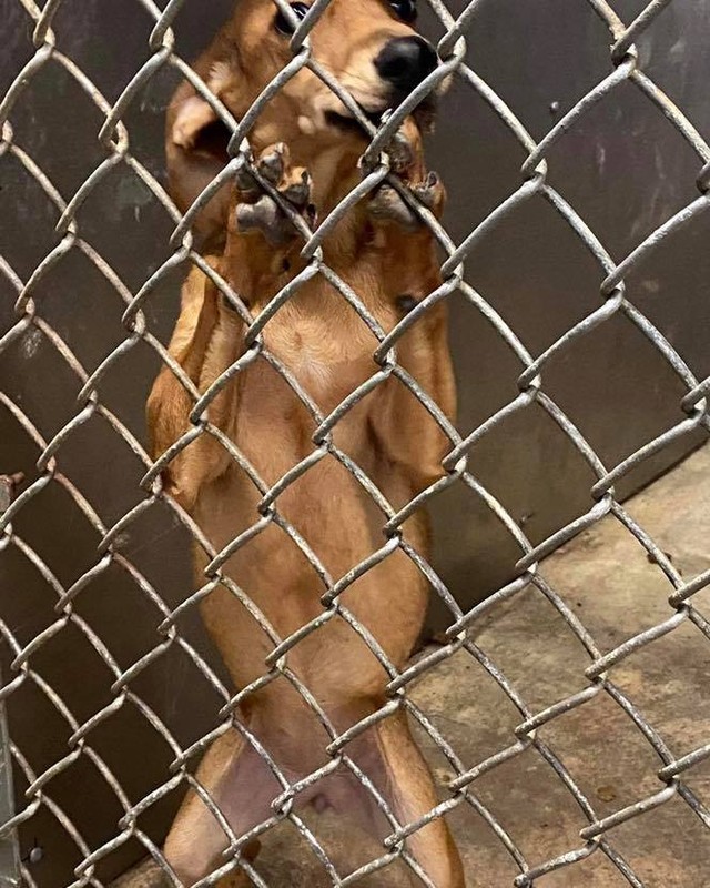 Small dog lovers where are you at? This little girl is clearly begging to get out of the shelter! The folks in Alabama tell us that she’s a sweet, happy little dog. Approx 1-2 years old and ab 10 lbs. FOSTER or ADOPTER needed!!! She will be here early next week.  Apply at https://www.heidislegacydogrescue.com. Please share so we can give her a new leash on life 🐶 ❤️! <a target='_blank' href='https://www.instagram.com/explore/tags/fosteringsaveslives/'>#fosteringsaveslives</a> <a target='_blank' href='https://www.instagram.com/explore/tags/adoptdontshop/'>#adoptdontshop</a> <a target='_blank' href='https://www.instagram.com/explore/tags/smalldogsruletheworld/'>#smalldogsruletheworld</a>@stella_skye_the_aussie_sisters