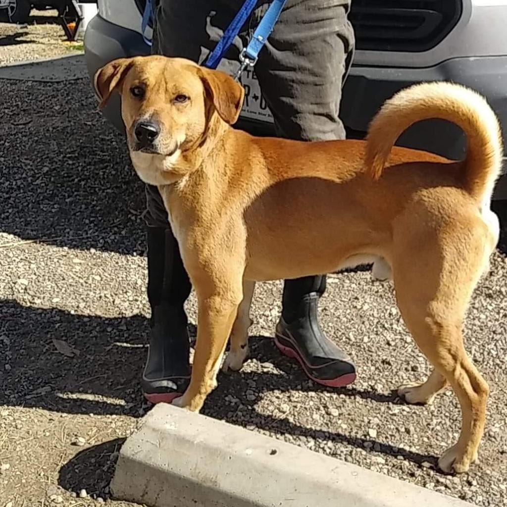 Good day!  My name is Hermes.  I am an amazing dog with qualities every human will enjoy! 
I am a 55 lb shepherd/golden mix.  I know how to sit, love fellow dogs and cats and need an active lifestyle. 
I do need a fully fenced yard and I'm too big and active for an apartment. 
I am crate trained but I do need someone who is willing to deal with a few minor accidents. (I tried to mark my foster mama's couch cause it smelled like other animals.  Foster mama corrected me and I've been good since.) However, I was adopted and my adopter couldn't break me of my marking habits. SO, I will do best with a consistent and strong leader to make me put my 