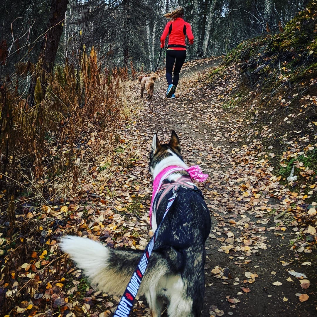 In case you hadn't heard... I have a new running buddy!!! 🙌
This kind is out of the ordinary for me, since I'm allergic! 🤣 I took a leap since she needed a sidekick! 
Nova is looking for someone to adopt her & we're hitting the trails showing off her skills! *Bonus cardio workout too 🤩
Be on the lookout 🧐 for Nova & her snazzy pink bandana!!! 

<a target='_blank' href='https://www.instagram.com/explore/tags/kpalrescue/'>#kpalrescue</a> 
<a target='_blank' href='https://www.instagram.com/explore/tags/adoptme/'>#adoptme</a> 
<a target='_blank' href='https://www.instagram.com/explore/tags/adventurepup/'>#adventurepup</a>