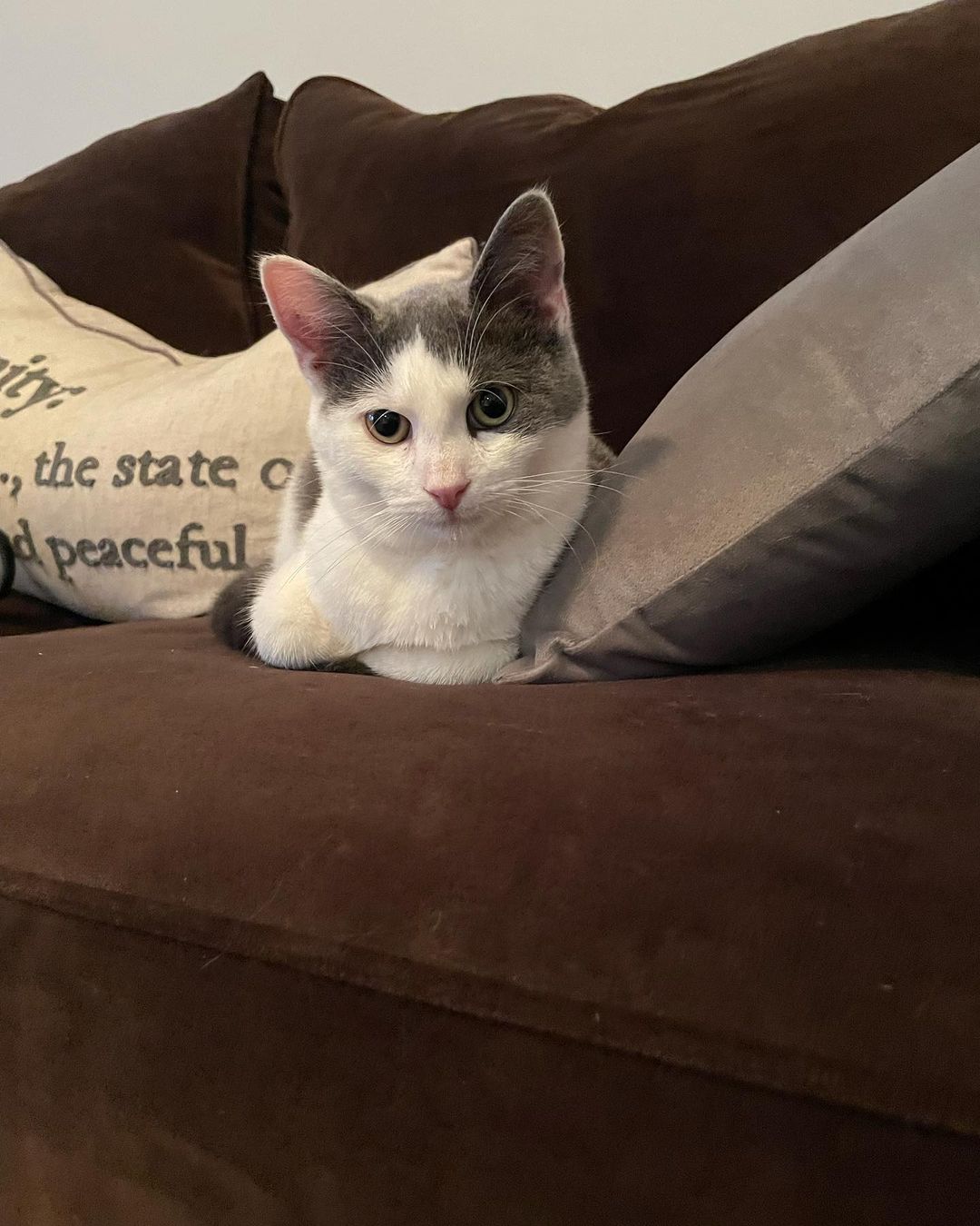 Hi umm hello umm is this thing on?? Oh ok! Hello world!! We are Toby (black and white) and Spencer (grey and white) and we are so happy to meet you all 😻😻 You May remember us as Honey and Spice. That was when we were still at the <a target='_blank' href='https://www.instagram.com/explore/tags/catshelter/'>#catshelter</a> with URIs and hoping for a <a target='_blank' href='https://www.instagram.com/explore/tags/foster/'>#foster</a> home. Well luckily we got one! And we’re all better now too 😃😃 We are sweet and playful 5 month old male <a target='_blank' href='https://www.instagram.com/explore/tags/kittens/'>#kittens</a> now ready for our <a target='_blank' href='https://www.instagram.com/explore/tags/fureverhome/'>#fureverhome</a> We also get along great with other <a target='_blank' href='https://www.instagram.com/explore/tags/kitties/'>#kitties</a> 💗 Are you looking for two <a target='_blank' href='https://www.instagram.com/explore/tags/handsomekitties/'>#handsomekitties</a> to call your own? Email our <a target='_blank' href='https://www.instagram.com/explore/tags/furriends/'>#furriends</a> at ForAnimalsNYC@gmail.com and ask about us, Toby and Spencer 🐱🐱 For faster processing, fill out the editable PDF adoption-application form at
https://www.foranimalsinc.com/adopt/our-adoption-process/ and email it to ForAnimalsNYC@gmail.com <a target='_blank' href='https://www.instagram.com/explore/tags/adoptdontshop/'>#adoptdontshop</a> <a target='_blank' href='https://www.instagram.com/explore/tags/rescueismyfavoritebreed/'>#rescueismyfavoritebreed</a> <a target='_blank' href='https://www.instagram.com/explore/tags/rescuekittens/'>#rescuekittens</a> <a target='_blank' href='https://www.instagram.com/explore/tags/kittensofinstagram/'>#kittensofinstagram</a> <a target='_blank' href='https://www.instagram.com/explore/tags/fosteringsaveslives/'>#fosteringsaveslives</a> <a target='_blank' href='https://www.instagram.com/explore/tags/tnr/'>#tnr</a>