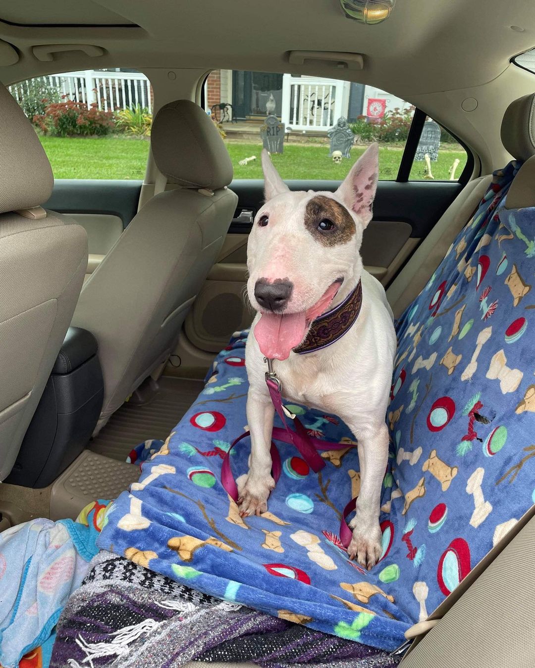 Another day another <a target='_blank' href='https://www.instagram.com/explore/tags/winterintakesarecoming/'>#winterintakesarecoming</a> gets her ride to a new home. Sweet senior girl Dolce starts her transport to veteran foster and rescue alumn Jordanna. She’ll have a couple 2 legged and one 4 legged sibling to hang out with and be appropriately spoiled. Stay tuned 🙏🏼 <a target='_blank' href='https://www.instagram.com/explore/tags/ittakesavillage/'>#ittakesavillage</a> <a target='_blank' href='https://www.instagram.com/explore/tags/bullterrierrescue/'>#bullterrierrescue</a>