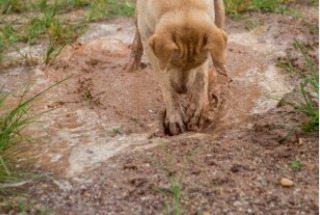 It's a rainy Sunday afternoon and Hood River Adopt a Dog's 2022 It's A Dog's Life calendar release event ends in less than 4 hours! 

Between now and 6:00 PM we're offering you some very special 