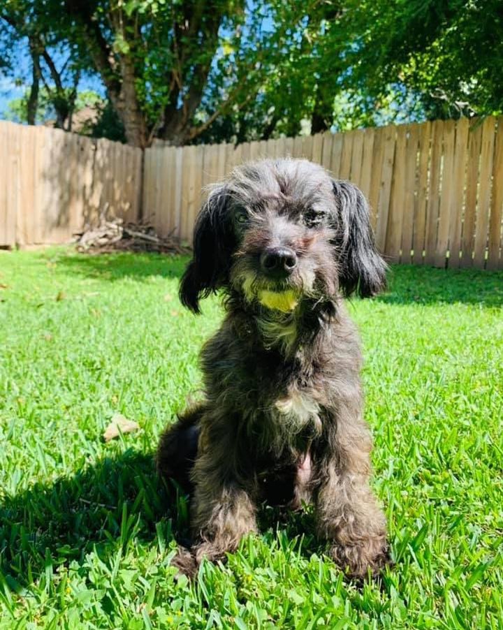 Meet Taffi! My sweetheart of a foster who is basically perfect. I believe she is a poodle/terrier mix and is a petite 13.5lbs. Taffi is housebroken, great with kids, dogs and cats. She loves to snuggle up on a lap or play fetch and has reached expert level on puppy dog eyes. She would make the perfect family member! ❤️

Taffi is available for adoption through Belles Buds Rescue.