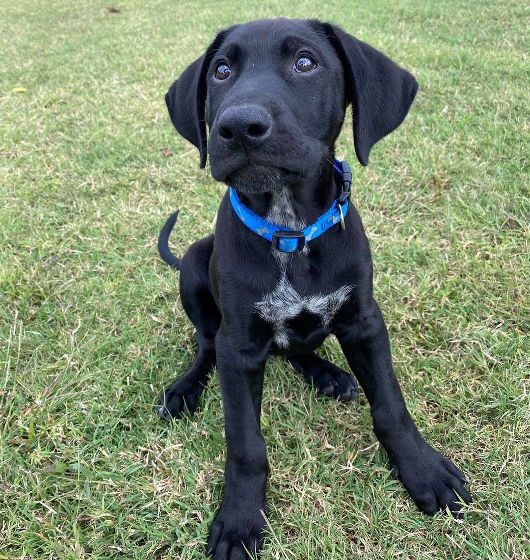 Oreo has been looking for his family for a month now. He’s an 11 week old lab mix and about as sweet, smart, and playful as they come! He’ll make the perfect addition to just about any home. He’s been living the good life in a foster home so it learning all the great skills a puppy needs to know: leash, kennel, and house training! Oreo is great with other dogs and kids. Fill out an application on our website if you’d like to meet this fella!