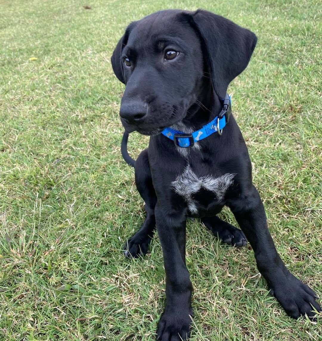 Oreo has been looking for his family for a month now. He’s an 11 week old lab mix and about as sweet, smart, and playful as they come! He’ll make the perfect addition to just about any home. He’s been living the good life in a foster home so it learning all the great skills a puppy needs to know: leash, kennel, and house training! Oreo is great with other dogs and kids. Fill out an application on our website if you’d like to meet this fella!