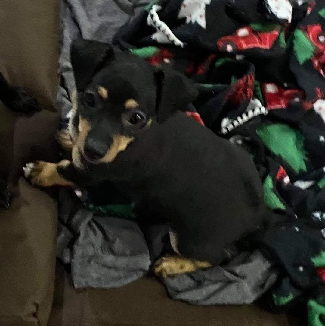 🥒🥒🥒🥒 THE PICKLE LITTER 🥒🥒🥒🥒

✅ Meet the 5 pickle babies: Relish, Claussen, Vlaskic, Sweet, and Dill! 

🥒 These puppies are about 11 weeks old and ready for their new homes! 
🥒 They are TINY and will be small dogs! They’re currently between 4-6lbs. 
🥒 They are estimated to be chihuahua/min-pin mixes. 
🥒 These puppies are fun and full of energy! 

⚠️ Due to their extra-small size, these pups would be safest in a home without small children and without large dogs. 

✔️ They are fixed, UTD on vaccines, and microchipped. 

If you are interested in adopting a pickle, please head to www.pettalesrescue.com and fill out an application ✍🏼