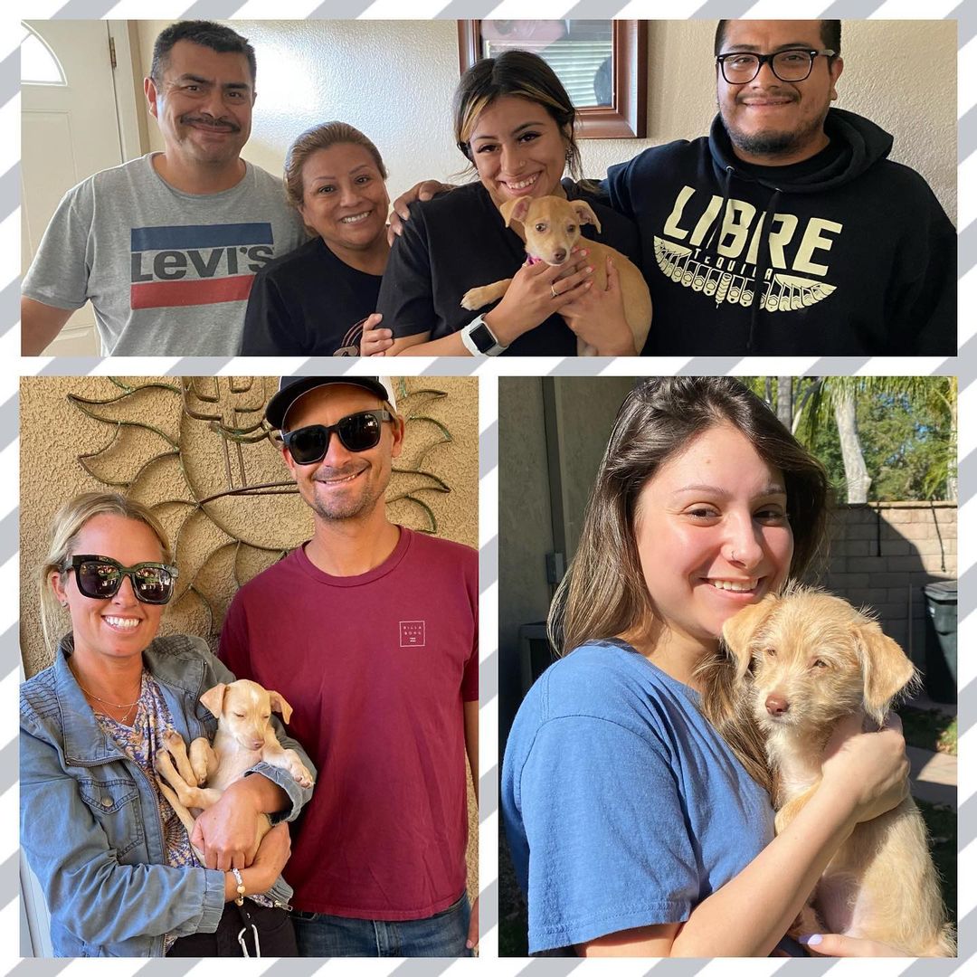 3 cheers for 3 adoptions! 🎉
Hilary, Halsey and Neisha have all found their forever families. Cheers to the good life, little ones! 🥂