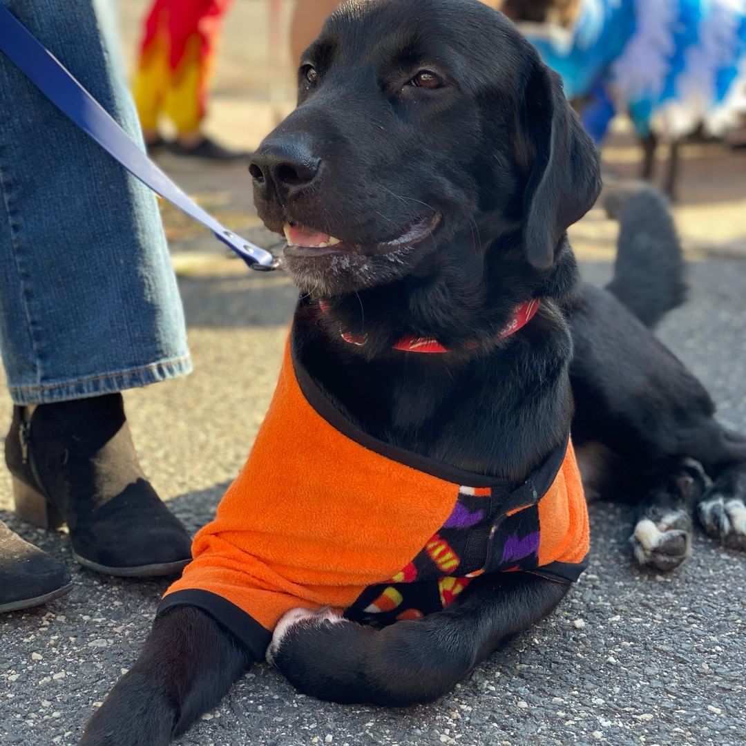 We don't have enough words to express just how much we love this boy! Ranger, an approx 1 1/2-year-old, 60 lb house trained Lab/Border Collie mix (best guess), has THE sweetest, gentlest, most loving disposition. He basks in ALL human attention from big and small folks, gets along very well with other dogs, has the perfect amount of energy - not too crazy, not too lazy, and loooooves to snuggle. He's like your very own personal teddy bear! ****Ranger has an old injury to his front leg and walks with a slight limp. He's not in pain, not slowed down, and happily runs around just fine. We've had an orthopedist examine him, and he does not need surgery. He had an infection around his joint, which has been treated with antibiotics, and he's currently undergoing laser treatment therapy to make sure he's as good as he can be.*** PLEASE don't let this turn you off - he's seriously an AMAZING dog. He hasn't been around cats. Ranger is microchipped, vaccinated, and neutered.

To adopt, please submit an app:  http://www.olliesangelsanimalrescue.org/puppies-1

<a target='_blank' href='https://www.instagram.com/explore/tags/fureverfriends/'>#fureverfriends</a> <a target='_blank' href='https://www.instagram.com/explore/tags/olliesangelsanimalrescue/'>#olliesangelsanimalrescue</a> <a target='_blank' href='https://www.instagram.com/explore/tags/olliesangelsalum/'>#olliesangelsalum</a> <a target='_blank' href='https://www.instagram.com/explore/tags/rescuedogsofinstagram/'>#rescuedogsofinstagram</a> <a target='_blank' href='https://www.instagram.com/explore/tags/rescuedismyfavoritebreed/'>#rescuedismyfavoritebreed</a> <a target='_blank' href='https://www.instagram.com/explore/tags/rescuedismyfavouritebreed/'>#rescuedismyfavouritebreed</a> <a target='_blank' href='https://www.instagram.com/explore/tags/rescuedisthebestbreed/'>#rescuedisthebestbreed</a> <a target='_blank' href='https://www.instagram.com/explore/tags/rescuepup/'>#rescuepup</a> <a target='_blank' href='https://www.instagram.com/explore/tags/rescuepuppy/'>#rescuepuppy</a> <a target='_blank' href='https://www.instagram.com/explore/tags/rescuepups/'>#rescuepups</a> <a target='_blank' href='https://www.instagram.com/explore/tags/adopt/'>#adopt</a> <a target='_blank' href='https://www.instagram.com/explore/tags/adoptme/'>#adoptme</a> <a target='_blank' href='https://www.instagram.com/explore/tags/adoptdontshop/'>#adoptdontshop</a> <a target='_blank' href='https://www.instagram.com/explore/tags/adoptdontbuy/'>#adoptdontbuy</a> <a target='_blank' href='https://www.instagram.com/explore/tags/adoptdontshop/'>#adoptdontshop</a> <a target='_blank' href='https://www.instagram.com/explore/tags/adoptdogs/'>#adoptdogs</a> <a target='_blank' href='https://www.instagram.com/explore/tags/fosterpuppy/'>#fosterpuppy</a> <a target='_blank' href='https://www.instagram.com/explore/tags/fosterpuppies/'>#fosterpuppies</a> <a target='_blank' href='https://www.instagram.com/explore/tags/fosterpuppiesofinstagram/'>#fosterpuppiesofinstagram</a> <a target='_blank' href='https://www.instagram.com/explore/tags/fureverhome/'>#fureverhome</a> <a target='_blank' href='https://www.instagram.com/explore/tags/fureverfamily/'>#fureverfamily</a> <a target='_blank' href='https://www.instagram.com/explore/tags/fureverfriend/'>#fureverfriend</a> <a target='_blank' href='https://www.instagram.com/explore/tags/fureverfriends/'>#fureverfriends</a> <a target='_blank' href='https://www.instagram.com/explore/tags/rescuedog/'>#rescuedog</a> <a target='_blank' href='https://www.instagram.com/explore/tags/rescuedogsrock/'>#rescuedogsrock</a> <a target='_blank' href='https://www.instagram.com/explore/tags/rescuedogsofinstagram/'>#rescuedogsofinstagram</a> <a target='_blank' href='https://www.instagram.com/explore/tags/rescuedog/'>#rescuedog</a>