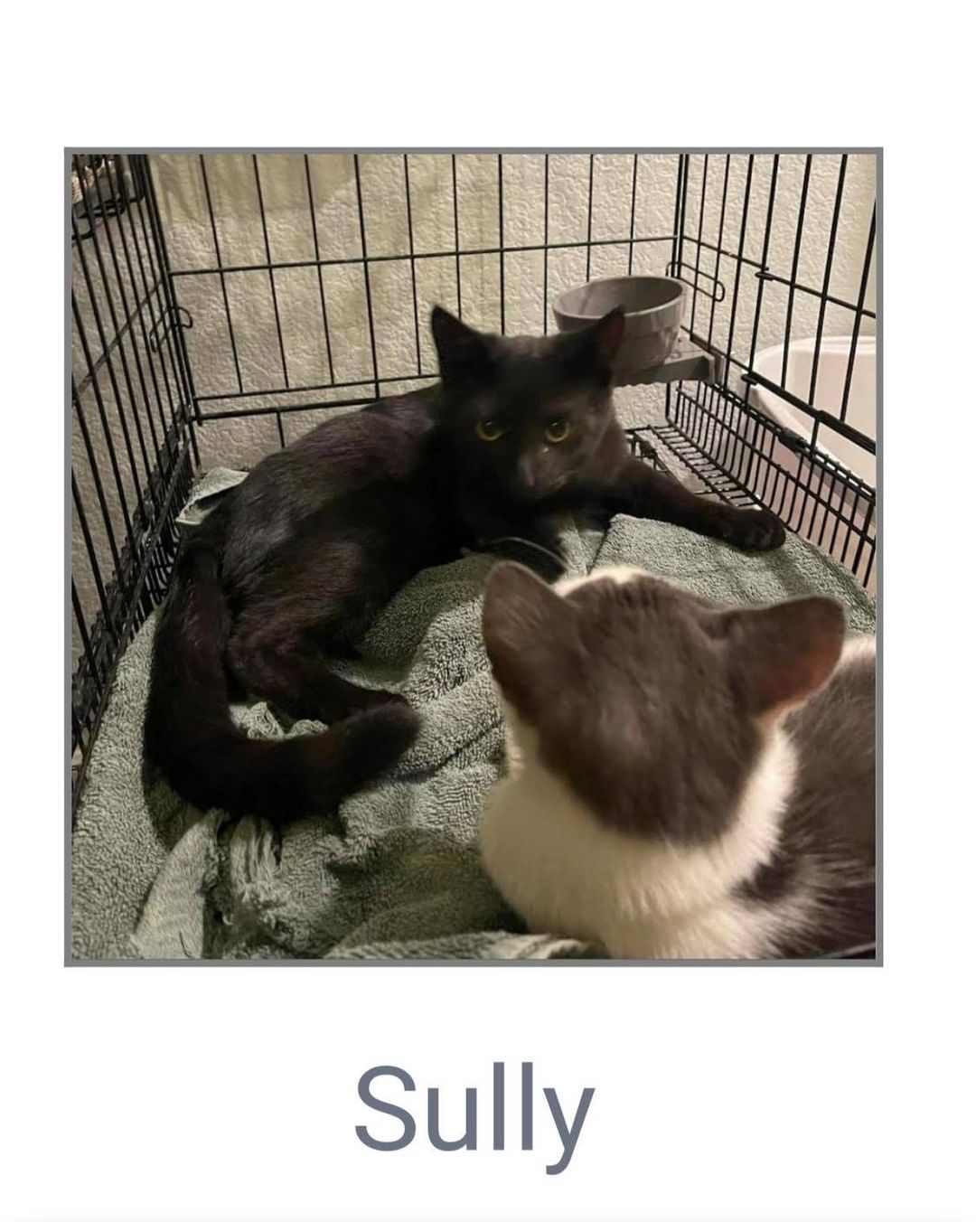 Come meet some of our adoptable pups and kitties tomorrow from 12-3 at Pet Supplies Plus 
8045 Blue Diamond Rd Ste 105, Las Vegas, NV 89178

We will have the following dogs/puppies 
Laurel, Shea, Charlie, Doug, Orion, August, Jojo and Sadie!

And kitties Ai and Sully