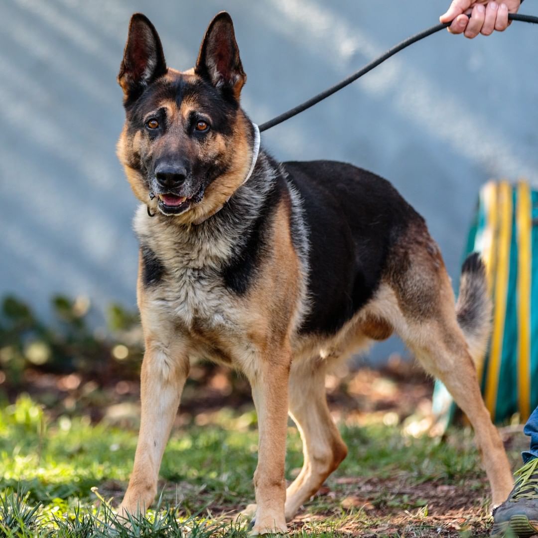 Jiggy, Royal, Akiles, Spot, Sasha, Phoebe, Amos, Sonny, and Skeeter are just a few of our adoptable dogs you can meet during open adoption hours today, Saturday from 12-3pm. 

Vela, Simon, and Fender who we have featured in previous posts, and have their adoption fees wavied, are also going to be here! 

You can also adopt cats, rabbits, guinea pigs, pigeons, and a pig! Check out the Adoptable Pets link in our bio to see them all.

<a target='_blank' href='https://www.instagram.com/explore/tags/adopt/'>#adopt</a> <a target='_blank' href='https://www.instagram.com/explore/tags/adoption/'>#adoption</a> <a target='_blank' href='https://www.instagram.com/explore/tags/adoptdontshop/'>#adoptdontshop</a>  <a target='_blank' href='https://www.instagram.com/explore/tags/shelterdogs/'>#shelterdogs</a> <a target='_blank' href='https://www.instagram.com/explore/tags/adoptashelterdog/'>#adoptashelterdog</a> <a target='_blank' href='https://www.instagram.com/explore/tags/adoptashelterpet/'>#adoptashelterpet</a> <a target='_blank' href='https://www.instagram.com/explore/tags/weeklyfluff/'>#weeklyfluff</a> <a target='_blank' href='https://www.instagram.com/explore/tags/pibble/'>#pibble</a> <a target='_blank' href='https://www.instagram.com/explore/tags/pibblesofinstagram/'>#pibblesofinstagram</a> <a target='_blank' href='https://www.instagram.com/explore/tags/pittie/'>#pittie</a> <a target='_blank' href='https://www.instagram.com/explore/tags/pittielove/'>#pittielove</a> <a target='_blank' href='https://www.instagram.com/explore/tags/puppies/'>#puppies</a> <a target='_blank' href='https://www.instagram.com/explore/tags/germanshepherd/'>#germanshepherd</a> <a target='_blank' href='https://www.instagram.com/explore/tags/doberman/'>#doberman</a> <a target='_blank' href='https://www.instagram.com/explore/tags/shepherd/'>#shepherd</a> <a target='_blank' href='https://www.instagram.com/explore/tags/fosteringsaveslives/'>#fosteringsaveslives</a> <a target='_blank' href='https://www.instagram.com/explore/tags/adoptaseniordog/'>#adoptaseniordog</a> <a target='_blank' href='https://www.instagram.com/explore/tags/bayareapets/'>#bayareapets</a> <a target='_blank' href='https://www.instagram.com/explore/tags/eastbay/'>#eastbay</a> <a target='_blank' href='https://www.instagram.com/explore/tags/oakland/'>#oakland</a> <a target='_blank' href='https://www.instagram.com/explore/tags/oaklandcalifornia/'>#oaklandcalifornia</a> <a target='_blank' href='https://www.instagram.com/explore/tags/adoptoakland/'>#adoptoakland</a> <a target='_blank' href='https://www.instagram.com/explore/tags/oaklanddogs/'>#oaklanddogs</a> <a target='_blank' href='https://www.instagram.com/explore/tags/oaklandanimalservices/'>#oaklandanimalservices</a>