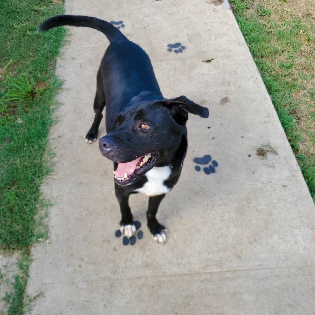 💙💙 It's snuggle season. Who else would you rather spend it with than Waylon, the seal pup, himself!?
.
Waylon is a ~3 year old Labrador Retriever Mix that enjoys spending time with his person! He loves rough play and getting good exercise like running, wrestling, tug, and chasing a frisbee...even if he might not bring it back. He can be mouthy and enjoys playing very physically. Waylon is smart and can pick up on tricks very fast; He knows paw, bring, sit, down, place, heel, here, and has manners when greeting others with or without a dog. His favorite toy is a rope tug and favorite treat is freeze dried green tripe. Waylon is looking for someone that can match his energy and rough play and so, he would do best in a home without small pets or children. 
.
➡️➡️ Submit an application to adopt or foster using the link in our bio!⬅️⬅️
.
Please like, share, and tag your friends in order to help us find a family for him!
.
<a target='_blank' href='https://www.instagram.com/explore/tags/texomadogranch/'>#texomadogranch</a> <a target='_blank' href='https://www.instagram.com/explore/tags/rescues/'>#rescues</a> <a target='_blank' href='https://www.instagram.com/explore/tags/texas/'>#texas</a> <a target='_blank' href='https://www.instagram.com/explore/tags/Adoption/'>#Adoption</a> <a target='_blank' href='https://www.instagram.com/explore/tags/rescuedogs/'>#rescuedogs</a> <a target='_blank' href='https://www.instagram.com/explore/tags/waylon/'>#waylon</a> <a target='_blank' href='https://www.instagram.com/explore/tags/sealpup/'>#sealpup</a> <a target='_blank' href='https://www.instagram.com/explore/tags/blackdog/'>#blackdog</a> <a target='_blank' href='https://www.instagram.com/explore/tags/cutie/'>#cutie</a> <a target='_blank' href='https://www.instagram.com/explore/tags/denison/'>#denison</a> <a target='_blank' href='https://www.instagram.com/explore/tags/denisontx/'>#denisontx</a> <a target='_blank' href='https://www.instagram.com/explore/tags/shermantx/'>#shermantx</a> <a target='_blank' href='https://www.instagram.com/explore/tags/sherman/'>#sherman</a> <a target='_blank' href='https://www.instagram.com/explore/tags/Grayson/'>#Grayson</a> <a target='_blank' href='https://www.instagram.com/explore/tags/graysoncounty/'>#graysoncounty</a> <a target='_blank' href='https://www.instagram.com/explore/tags/fosteradog/'>#fosteradog</a> <a target='_blank' href='https://www.instagram.com/explore/tags/adoptthisdog/'>#adoptthisdog</a> <a target='_blank' href='https://www.instagram.com/explore/tags/adoptadog/'>#adoptadog</a> <a target='_blank' href='https://www.instagram.com/explore/tags/adoptdontshop/'>#adoptdontshop</a> <a target='_blank' href='https://www.instagram.com/explore/tags/moodbuster/'>#moodbuster</a> <a target='_blank' href='https://www.instagram.com/explore/tags/petsarefamily/'>#petsarefamily</a> <a target='_blank' href='https://www.instagram.com/explore/tags/wagbarkadopt/'>#wagbarkadopt</a> <a target='_blank' href='https://www.instagram.com/explore/tags/doggolove/'>#doggolove</a> <a target='_blank' href='https://www.instagram.com/explore/tags/behumane/'>#behumane</a> <a target='_blank' href='https://www.instagram.com/explore/tags/muttsofinstagram/'>#muttsofinstagram</a> <a target='_blank' href='https://www.instagram.com/explore/tags/rescuepupsofinstagram/'>#rescuepupsofinstagram</a>