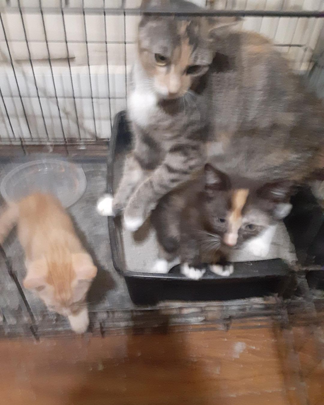 🆘 Fosters needed please 🙏🙏 We have have been working on a large <a target='_blank' href='https://www.instagram.com/explore/tags/tnr/'>#tnr</a> project in Queens and just learned that 2 pregnant <a target='_blank' href='https://www.instagram.com/explore/tags/cats/'>#cats</a> were taken in by someone months ago to give birth. We want to help these <a target='_blank' href='https://www.instagram.com/explore/tags/kitties/'>#kitties</a> and their moms, but we need <a target='_blank' href='https://www.instagram.com/explore/tags/foster/'>#foster</a> homes 😢 The moms and the kittens are all friendly. They are currently being kept in a tiny cage and without help they will inevitably end up back on the street and continue the cycle of breeding and animal homelessness. Please help us help them 🙏🥺 Contact us at ForAnimalsNYC@gmail.com. You can fill out the editable PDF adoption-application form at
https://www.foranimalsinc.com/adopt/our-adoption-process/ and email it to ForAnimalsNYC@gmail.com <a target='_blank' href='https://www.instagram.com/explore/tags/bethechange/'>#bethechange</a> <a target='_blank' href='https://www.instagram.com/explore/tags/endanimalhomelessness/'>#endanimalhomelessness</a> <a target='_blank' href='https://www.instagram.com/explore/tags/spayandneuter/'>#spayandneuter</a> <a target='_blank' href='https://www.instagram.com/explore/tags/tnrsaveslives/'>#tnrsaveslives</a> <a target='_blank' href='https://www.instagram.com/explore/tags/catsofinstagram/'>#catsofinstagram</a> <a target='_blank' href='https://www.instagram.com/explore/tags/kittensofinstagram/'>#kittensofinstagram</a>