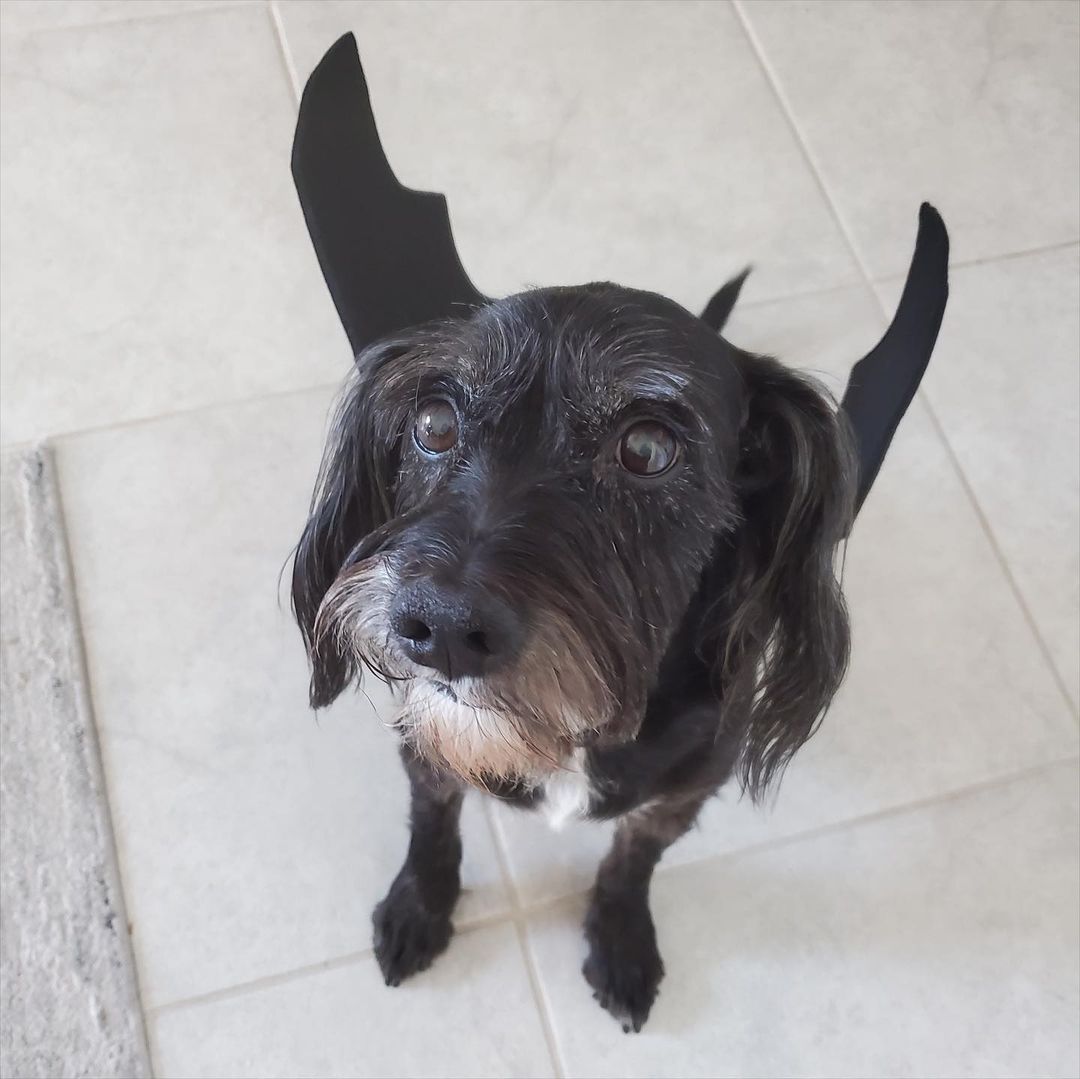 Na na na na na na na na BATDOG! 🦇 ⁣
⁣
Spooky season is upon us and we love this pupdate from Gus, formerly known as Scruffy! This handsome guy was adopted from us in August…⁣
⁣
“We love him so much and he has become a huge part of our family. He enjoys his daily walks, asking for constant pets, and his treats. We think his ears are like bat wings hence his bat costume! Thank you again for giving us our fur baby.” 🖤🧡⁣
•⁣⁣
•⁣⁣
•⁣⁣
<a target='_blank' href='https://www.instagram.com/explore/tags/findhappiness/'>#findhappiness</a> <a target='_blank' href='https://www.instagram.com/explore/tags/opttoadopt/'>#opttoadopt</a> <a target='_blank' href='https://www.instagram.com/explore/tags/spookyszn/'>#spookyszn</a> <a target='_blank' href='https://www.instagram.com/explore/tags/shelterdog/'>#shelterdog</a> <a target='_blank' href='https://www.instagram.com/explore/tags/shelterdogsofinstagram/'>#shelterdogsofinstagram</a> <a target='_blank' href='https://www.instagram.com/explore/tags/adoptdontshop/'>#adoptdontshop</a> <a target='_blank' href='https://www.instagram.com/explore/tags/adoptashelterdog/'>#adoptashelterdog</a> <a target='_blank' href='https://www.instagram.com/explore/tags/halloween/'>#halloween</a> <a target='_blank' href='https://www.instagram.com/explore/tags/pupdate/'>#pupdate</a> <a target='_blank' href='https://www.instagram.com/explore/tags/happytails/'>#happytails</a> <a target='_blank' href='https://www.instagram.com/explore/tags/tescuedismyfavoritebreed/'>#tescuedismyfavoritebreed</a> <a target='_blank' href='https://www.instagram.com/explore/tags/lasvegas/'>#lasvegas</a> <a target='_blank' href='https://www.instagram.com/explore/tags/vegas/'>#vegas</a> <a target='_blank' href='https://www.instagram.com/explore/tags/spca/'>#spca</a> <a target='_blank' href='https://www.instagram.com/explore/tags/nevadaspca/'>#nevadaspca</a>