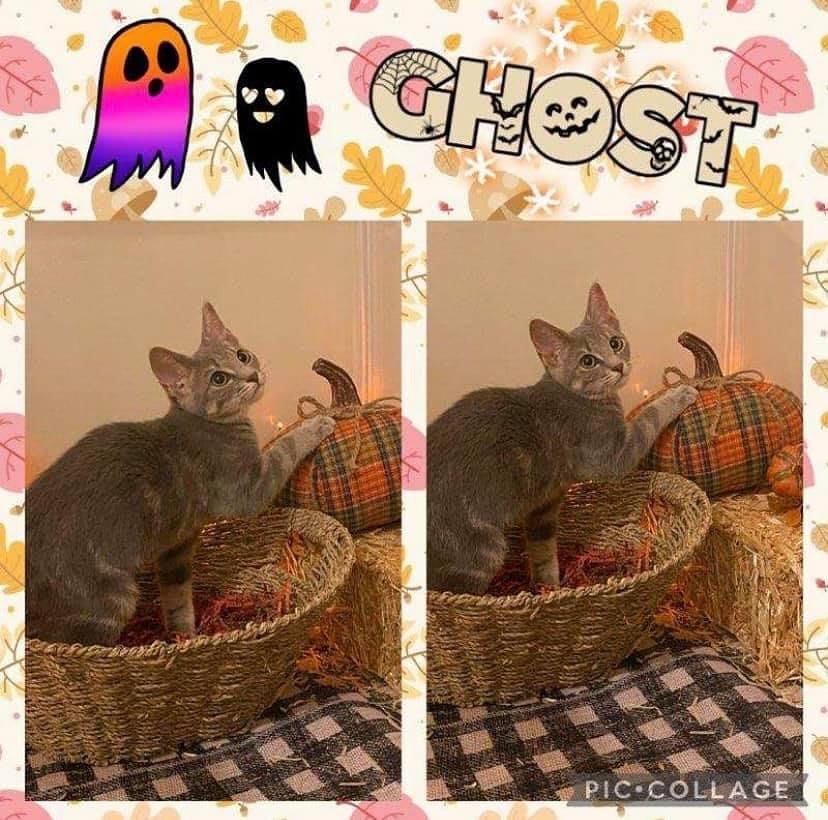 Approx DOB: June 2021

Ghost (ID<a target='_blank' href='https://www.instagram.com/explore/tags/21121/'>#21121</a>) is a very playful kitten, and she loves toys that make noise like bell balls. She isn’t a fan of being held, and will be affectionate on her own terms. As she gets older, she's getting more cuddly and sweet!

Please note: Cats and kittens are social creatures and greatly benefit from being with other pets; therefore, kittens under the age of 6 months cannot be adopted as single pets.

All cats are vaccinated, dewormed, treated with flea preventative, tested negative for FeLV/FIV, microchipped, and spayed/neutered prior to adoption. 

Adoption application, phone interview, home visit, and adoption fee required (+ PA Sales tax). Adoption fees are: 
Baby (Kittens up to 1 year) = $125
Young & Adult (1-7 years) = $100
Seniors (8+ years) = $80

Please also read our Core Values prior to applying at www.furryfriendsnetwork.com/adopt/our-expectations.

If you are interested in adopting a cat(s), we ask that you complete an on-line adoption application to get the process started. To apply, simply go to www.furryfriendsnetwork.com