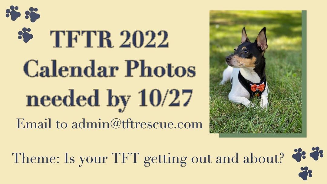 TFTR 2022 Calendar submission photos due by 10/27. They do not need to be rescue TFT’s follow us on Facebook for more info <a target='_blank' href='https://www.instagram.com/explore/tags/toyfoxterriersofinstagram/'>#toyfoxterriersofinstagram</a> <a target='_blank' href='https://www.instagram.com/explore/tags/toyfoxterrierlove/'>#toyfoxterrierlove</a>