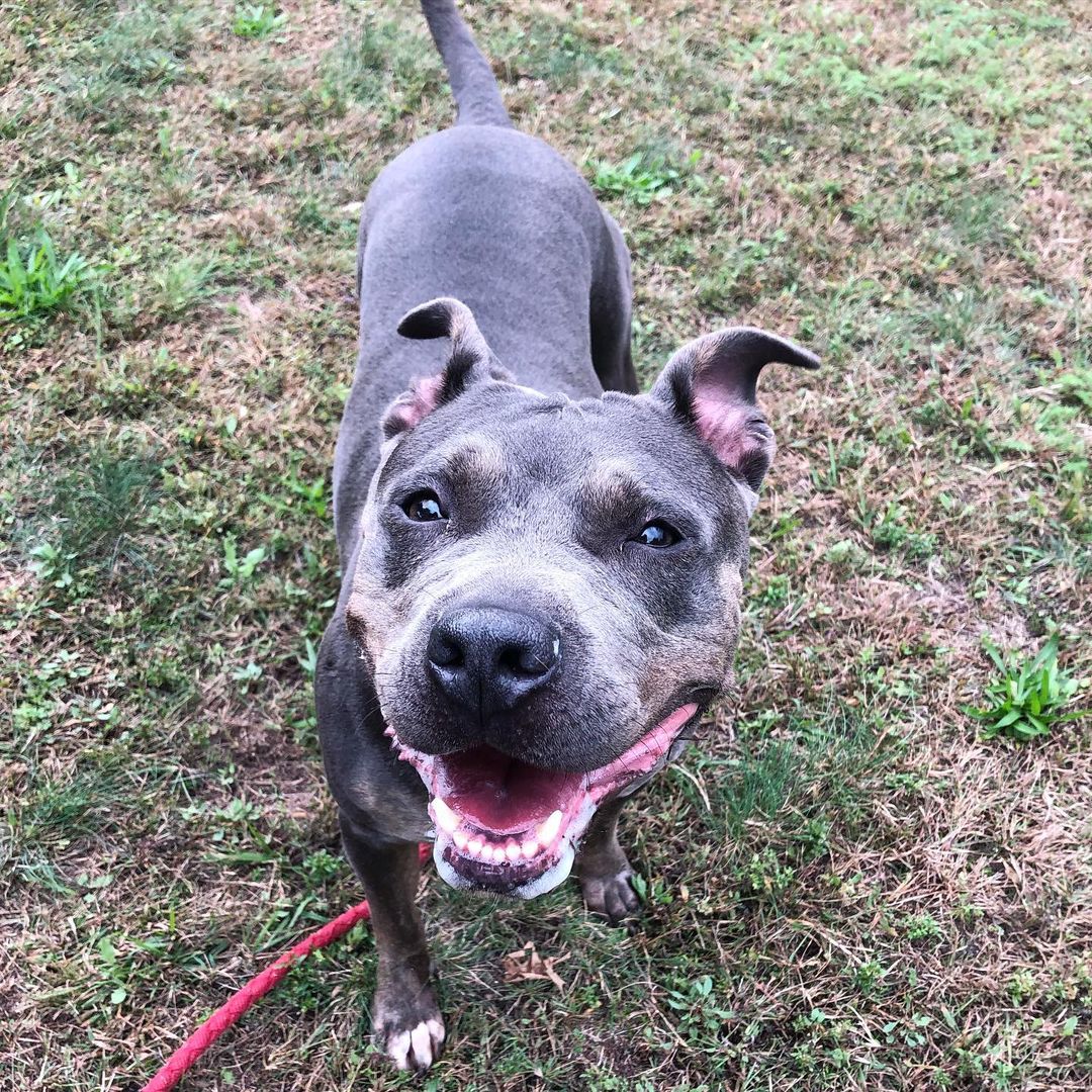 Adoptable Misty is a gem 💎🐕💞 She’s four years old and LOVES to hang out, play, and get lots of snuggles. <a target='_blank' href='https://www.instagram.com/explore/tags/Misty/'>#Misty</a> has a beautiful dark grey and brown coat and the cutest ears. She’s about fifty pounds of stocky, pittie love. <a target='_blank' href='https://www.instagram.com/explore/tags/adoptme/'>#adoptme</a> <a target='_blank' href='https://www.instagram.com/explore/tags/mistythedog/'>#mistythedog</a> <a target='_blank' href='https://www.instagram.com/explore/tags/newhavenanimalshelter/'>#newhavenanimalshelter</a>