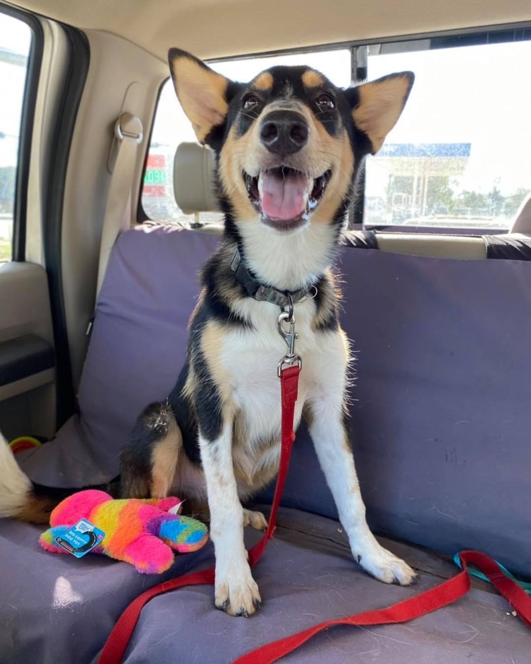 ❤️🐾This is Clint and Hannah.. New to our Rescue.. beautiful and young. 
TODAY WAS SPAY AND NEUTER DAY
It’s what we do as soon as possible with our new dogs.. Would love some help with the vetting of anyone would like to help sponsor. 
PayPal, Venmo, or the link..
Thank you!! 
BellesBudsRescue.org