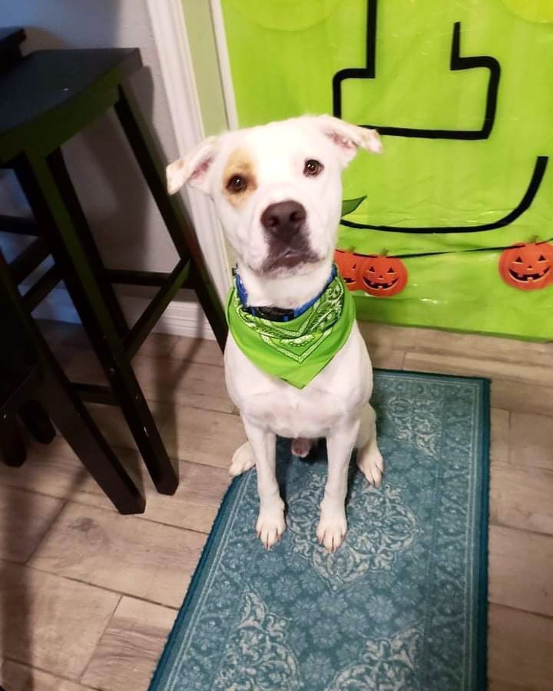 Howl-o-ween is right around the corner! What are you dressing up as? 

Shiner would like to go as an adopted dog 😏 Can you make his wish come true? 
<a target='_blank' href='https://www.instagram.com/explore/tags/howloween/'>#howloween</a> <a target='_blank' href='https://www.instagram.com/explore/tags/trickortreat/'>#trickortreat</a> <a target='_blank' href='https://www.instagram.com/explore/tags/rescuedogsofinstagram/'>#rescuedogsofinstagram</a> <a target='_blank' href='https://www.instagram.com/explore/tags/rescuedismyfavoritebreed/'>#rescuedismyfavoritebreed</a> <a target='_blank' href='https://www.instagram.com/explore/tags/muttsofinstagram/'>#muttsofinstagram</a> <a target='_blank' href='https://www.instagram.com/explore/tags/fosteringsaveslives/'>#fosteringsaveslives</a> <a target='_blank' href='https://www.instagram.com/explore/tags/houstondogs/'>#houstondogs</a>