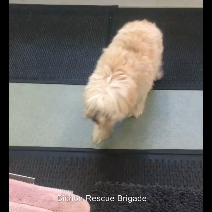 🙌 We had to share this amazing video of Mr Chubbs (@clover.benson or benny for short) that his Mom Caudia recently shared. “Clover B is doing amazing in PT! He’s up to 12 minutes in the underwater treadmill and this is after his exercises!! He even able to get up the ramp by himself without any assistances or falling down. Benny is even now able to spin in  complete 360 circles and stay on his feet. it pretty remarkable.” You will remember Mr Chubbs came to us unable to use his hind legs, even with surgery (due to the generosity of his rescue village) to removed the ruptured disc in his spine, the prognosis to regain use of his legs was 50/50.  Before he was adopted he worked hard with his foster Dad @dangerbenny501 and was using his legs but pretty wobbly.  Fast forward a few months post adoption and he is thriving, getting stronger and stronger and regaining his balance 💪🏻. There his not much to say other than we are so thankful for this miracle and GO BENNY GO!!!! 
<a target='_blank' href='https://www.instagram.com/explore/tags/A5386440/'>#A5386440</a><a target='_blank' href='https://www.instagram.com/explore/tags/rescueismyfavoritebreed/'>#rescueismyfavoritebreed</a><a target='_blank' href='https://www.instagram.com/explore/tags/Chubbs/'>#Chubbs</a><a target='_blank' href='https://www.instagram.com/explore/tags/makeadifference/'>#makeadifference</a><a target='_blank' href='https://www.instagram.com/explore/tags/nevergiveup/'>#nevergiveup</a><a target='_blank' href='https://www.instagram.com/explore/tags/rescuedogsofinstagram/'>#rescuedogsofinstagram</a>