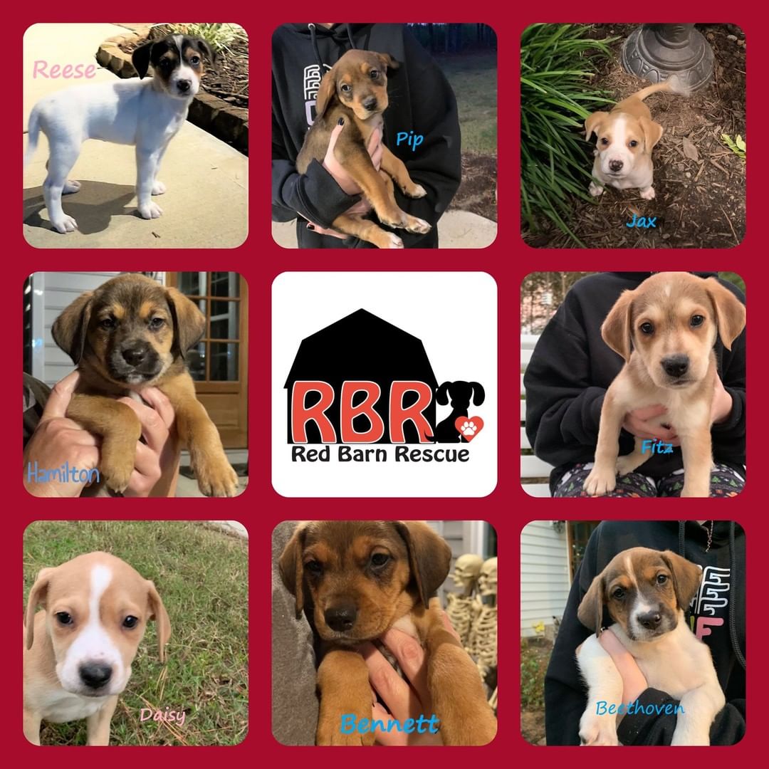 Jayda's adorable puppies are ready to go home now! (The mom is a petite hound mix, dad unknown. We do not know how big they will be...but we do know that they will be gorgeous!) 

Apply at http://www.redbarnrescue.com/adoption-application.html 

<a target='_blank' href='https://www.instagram.com/explore/tags/redbarnrescue/'>#redbarnrescue</a> <a target='_blank' href='https://www.instagram.com/explore/tags/puppylove/'>#puppylove</a>  <a target='_blank' href='https://www.instagram.com/explore/tags/houndmix/'>#houndmix</a> <a target='_blank' href='https://www.instagram.com/explore/tags/adoptablepuppies/'>#adoptablepuppies</a> <a target='_blank' href='https://www.instagram.com/explore/tags/rescuedismyfavoritebreed/'>#rescuedismyfavoritebreed</a>