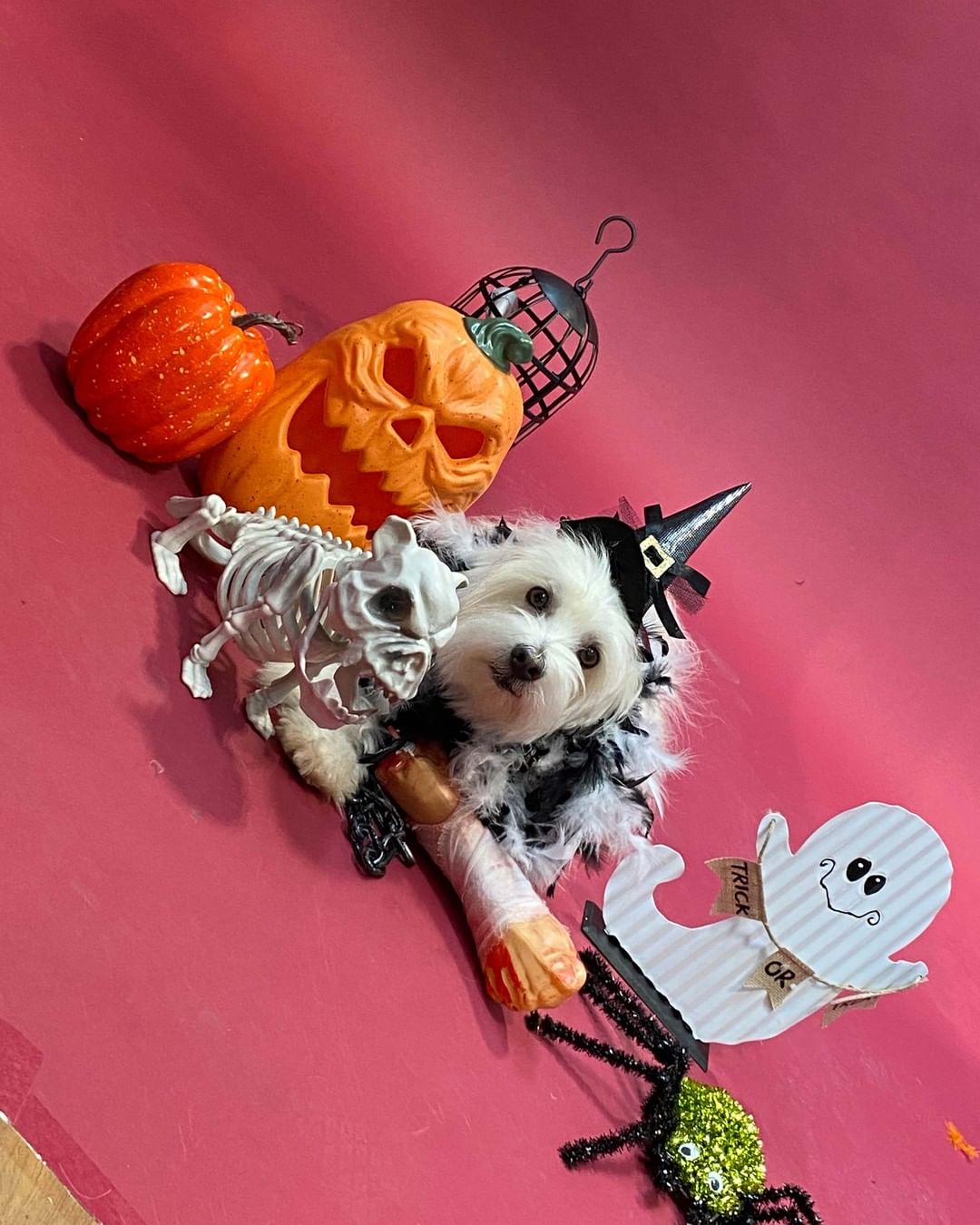 Wishing everyday was a doggy photoshoot day! 🥺

Check out some of the behind-the-scenes snaps from Saturday’s HOWL O’WEEN photoshoot fundraiser! A big thank you to everyone who came out to make this day a big success, to @renspets Liberty Village for hosting and to @capturenorthstudios for volunteering to be our awesome photographer.
.
.
.
.
.
.
<a target='_blank' href='https://www.instagram.com/explore/tags/DogHalloween/'>#DogHalloween</a> <a target='_blank' href='https://www.instagram.com/explore/tags/HalloweenDogCostumes/'>#HalloweenDogCostumes</a> <a target='_blank' href='https://www.instagram.com/explore/tags/HalloweenForDogs/'>#HalloweenForDogs</a> <a target='_blank' href='https://www.instagram.com/explore/tags/DogRescue/'>#DogRescue</a> <a target='_blank' href='https://www.instagram.com/explore/tags/Fundraiser/'>#Fundraiser</a> <a target='_blank' href='https://www.instagram.com/explore/tags/TorontoEvents/'>#TorontoEvents</a> <a target='_blank' href='https://www.instagram.com/explore/tags/TorontoDogMoms/'>#TorontoDogMoms</a> <a target='_blank' href='https://www.instagram.com/explore/tags/TorontoDogDads/'>#TorontoDogDads</a> <a target='_blank' href='https://www.instagram.com/explore/tags/TorontoDogs/'>#TorontoDogs</a> <a target='_blank' href='https://www.instagram.com/explore/tags/DogsInThe6ix/'>#DogsInThe6ix</a> <a target='_blank' href='https://www.instagram.com/explore/tags/StrayToPlay/'>#StrayToPlay</a> <a target='_blank' href='https://www.instagram.com/explore/tags/DogCostumes/'>#DogCostumes</a> <a target='_blank' href='https://www.instagram.com/explore/tags/DogPhotoshoot/'>#DogPhotoshoot</a>