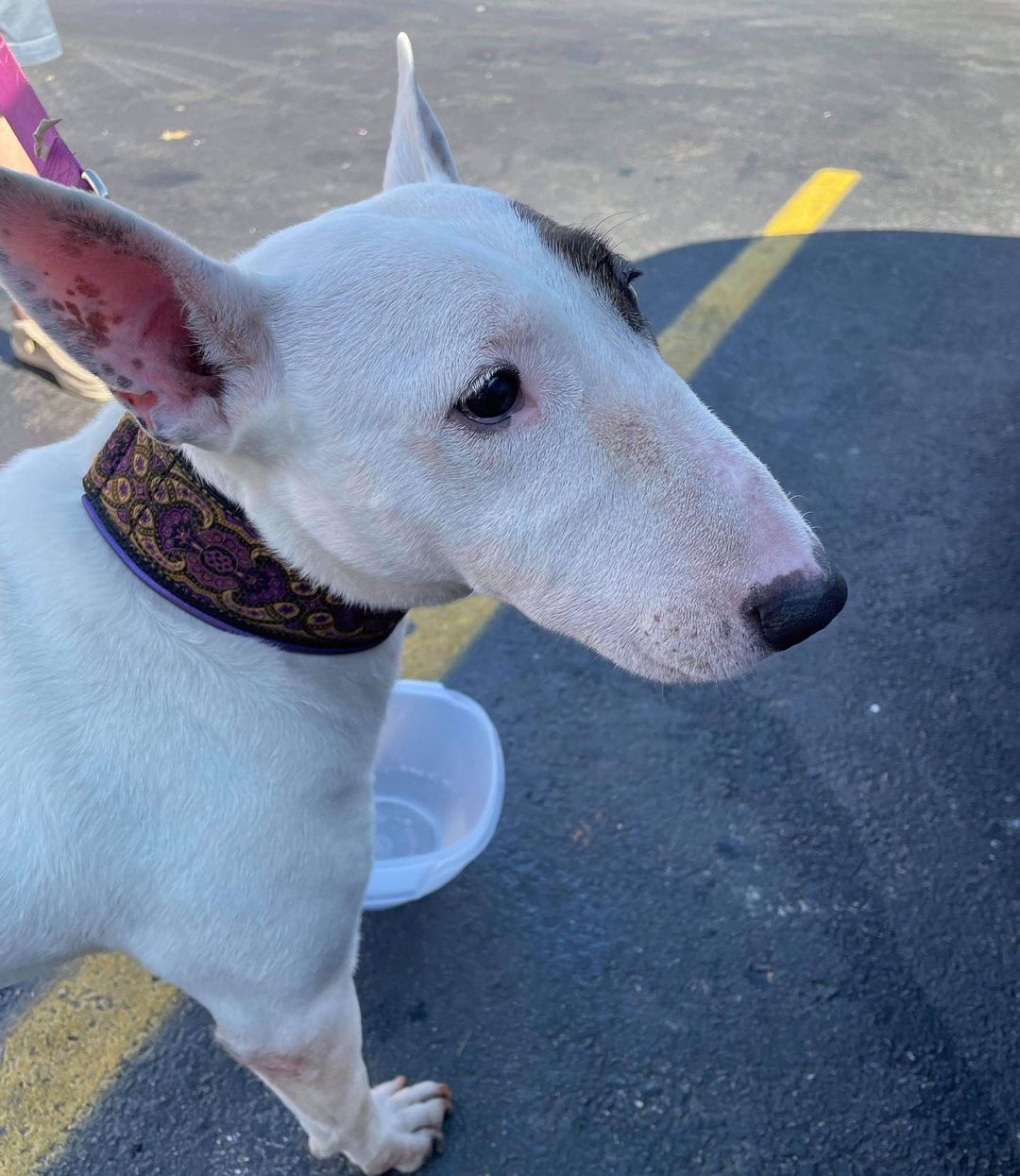 Dolce taking a water brake before starting her second transport leg. Seems like our rescue warrior’s daughters and her are hitting it off 🥰 <a target='_blank' href='https://www.instagram.com/explore/tags/winterintakesarecoming/'>#winterintakesarecoming</a> <a target='_blank' href='https://www.instagram.com/explore/tags/ittakesavillage/'>#ittakesavillage</a> <a target='_blank' href='https://www.instagram.com/explore/tags/bullterrierrescue/'>#bullterrierrescue</a>