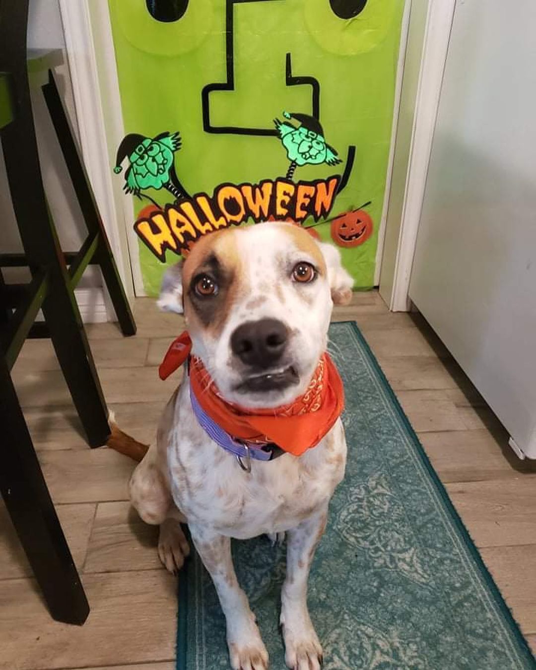 Pumpkin says she would like all treats and no tricks, please! 🎃

Pumpkin is a fun-loving 1 year old cattle dog who made it out of the spooky shelter and is currently being fostered in Houston. Shoot us a message if you’d like to meet her! 
<a target='_blank' href='https://www.instagram.com/explore/tags/pumpkin/'>#pumpkin</a> <a target='_blank' href='https://www.instagram.com/explore/tags/halloween/'>#halloween</a> <a target='_blank' href='https://www.instagram.com/explore/tags/trickortreat/'>#trickortreat</a> <a target='_blank' href='https://www.instagram.com/explore/tags/fosteringsaveslives/'>#fosteringsaveslives</a> <a target='_blank' href='https://www.instagram.com/explore/tags/rescuedogsofinstagram/'>#rescuedogsofinstagram</a> <a target='_blank' href='https://www.instagram.com/explore/tags/rescuedogs/'>#rescuedogs</a> <a target='_blank' href='https://www.instagram.com/explore/tags/mutts/'>#mutts</a> <a target='_blank' href='https://www.instagram.com/explore/tags/rescuedogsofhouston/'>#rescuedogsofhouston</a> <a target='_blank' href='https://www.instagram.com/explore/tags/houstondogs/'>#houstondogs</a>