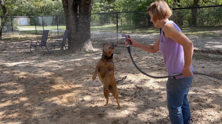 Rudy loves his water, other dogs and people!  He is fully vetted and ready to be adopted. 🐾💜🐾

www.FurryFriendzy.org
<a target='_blank' href='https://www.instagram.com/explore/tags/FurryFriendzy/'>#FurryFriendzy</a> 
<a target='_blank' href='https://www.instagram.com/explore/tags/adoptdontshop/'>#adoptdontshop</a> 
<a target='_blank' href='https://www.instagram.com/explore/tags/rescuedogsofinstagram/'>#rescuedogsofinstagram</a> 
<a target='_blank' href='https://www.instagram.com/explore/tags/volunteer/'>#volunteer</a> 
<a target='_blank' href='https://www.instagram.com/explore/tags/rescuedog/'>#rescuedog</a> 

🐶💜🐶
🐾VOLUNTEER🐾
🐾FOSTER🐾
🐾ADOPT🐾