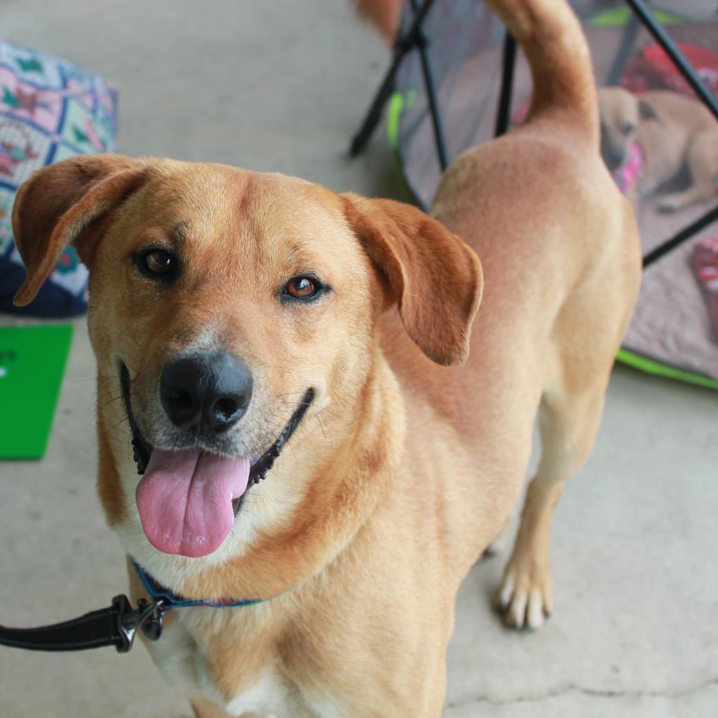 Good day!  My name is Hermes.  I am an amazing dog with qualities every human will enjoy! 
I am a 55 lb shepherd/golden mix.  I know how to sit, love fellow dogs and cats and need an active lifestyle. 
I do need a fully fenced yard and I'm too big and active for an apartment. 
I am crate trained but I do need someone who is willing to deal with a few minor accidents. (I tried to mark my foster mama's couch cause it smelled like other animals.  Foster mama corrected me and I've been good since.) However, I was adopted and my adopter couldn't break me of my marking habits. SO, I will do best with a consistent and strong leader to make me put my 